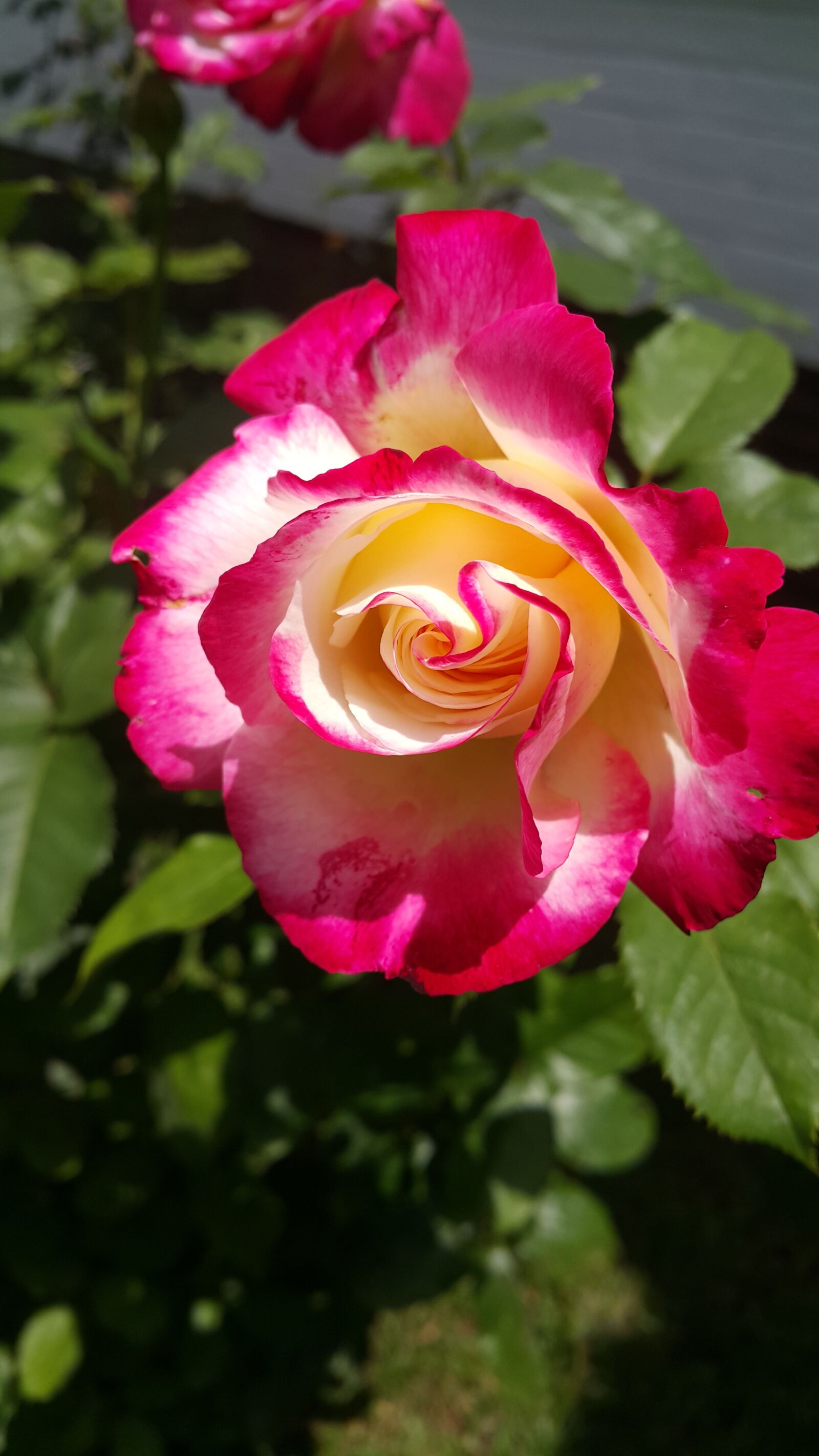 Samsung Galaxy Note4 sample photo. Double delight, rose, flower photography