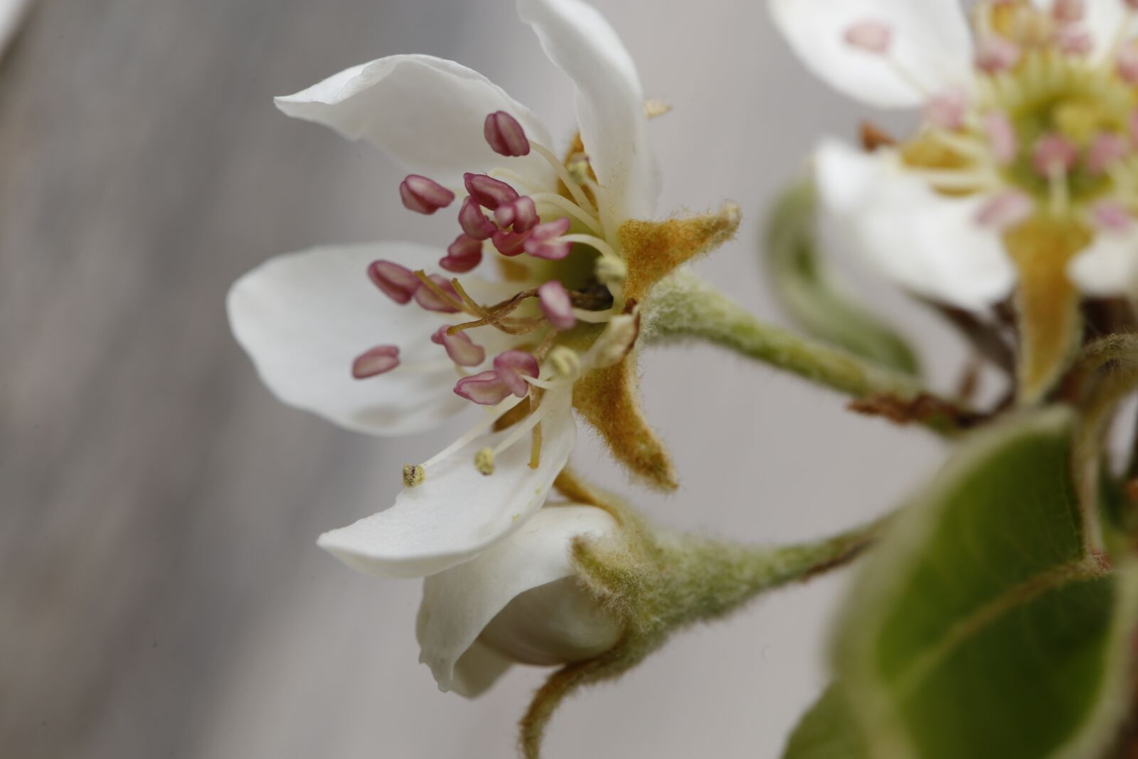 Canon EF 100mm F2.8L Macro IS USM sample photo. Spring, bud, sprout photography