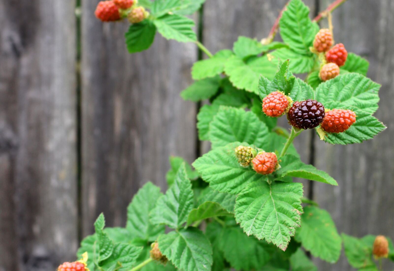 Canon EOS 700D (EOS Rebel T5i / EOS Kiss X7i) sample photo. Berries, boysenberry, nature photography