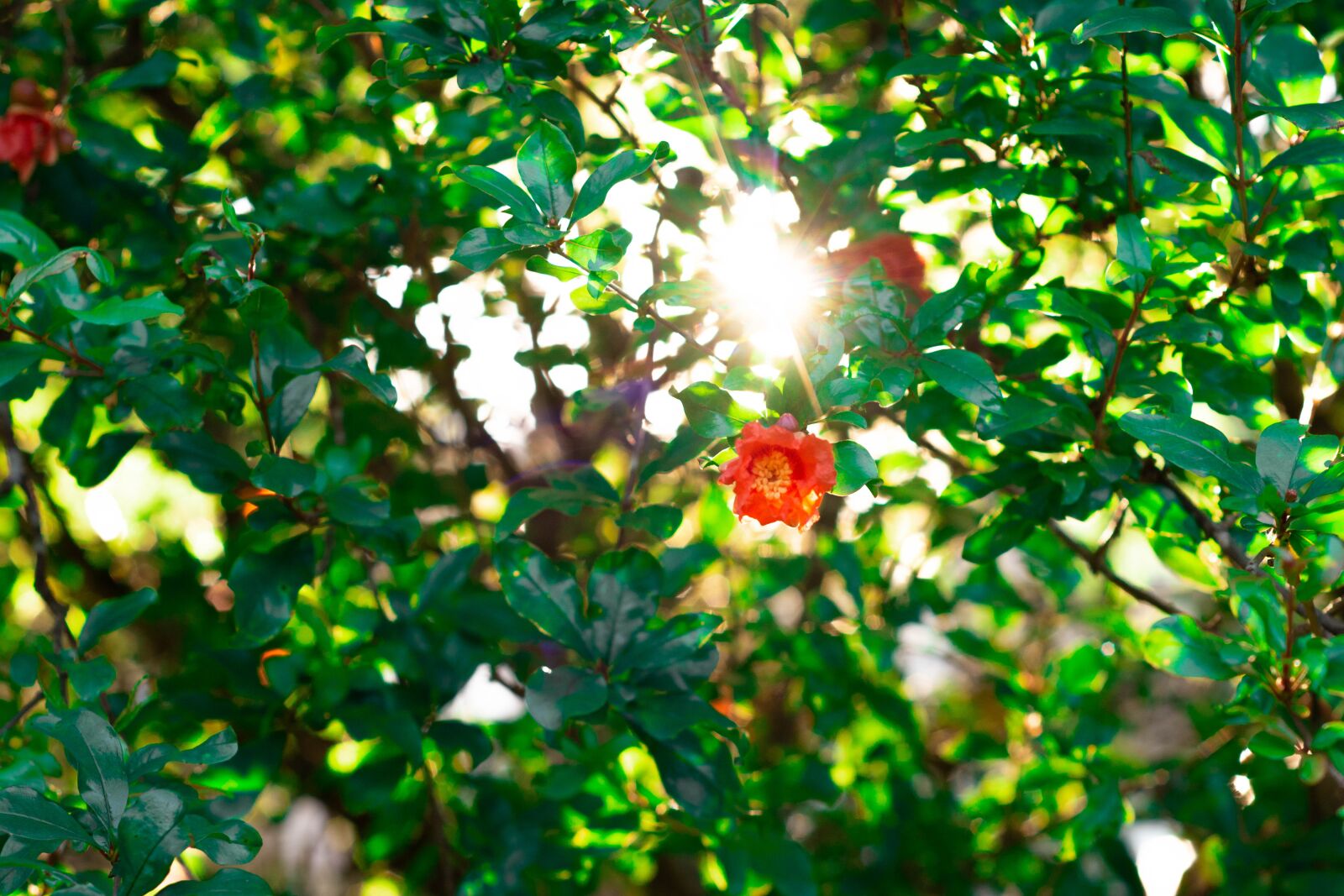 Nikon D7200 sample photo. Flower, garden, botanic photography