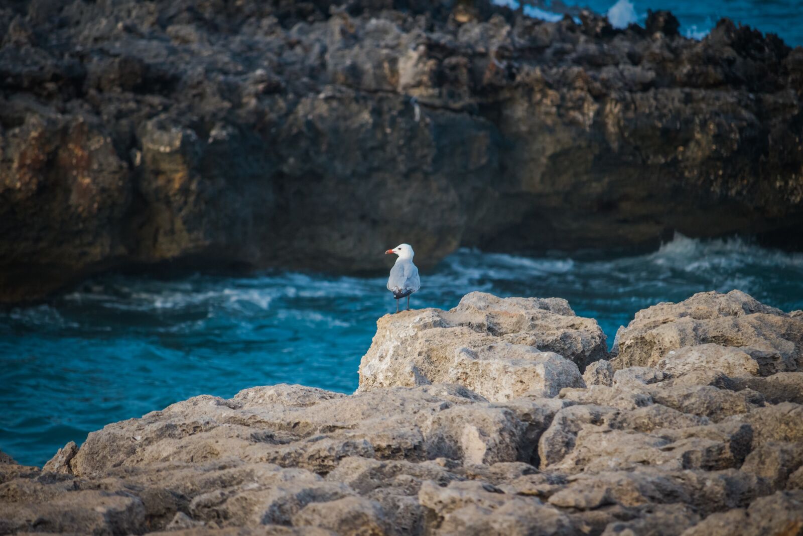 Canon EOS 100D (EOS Rebel SL1 / EOS Kiss X7) sample photo. The seagull, coast, stones photography