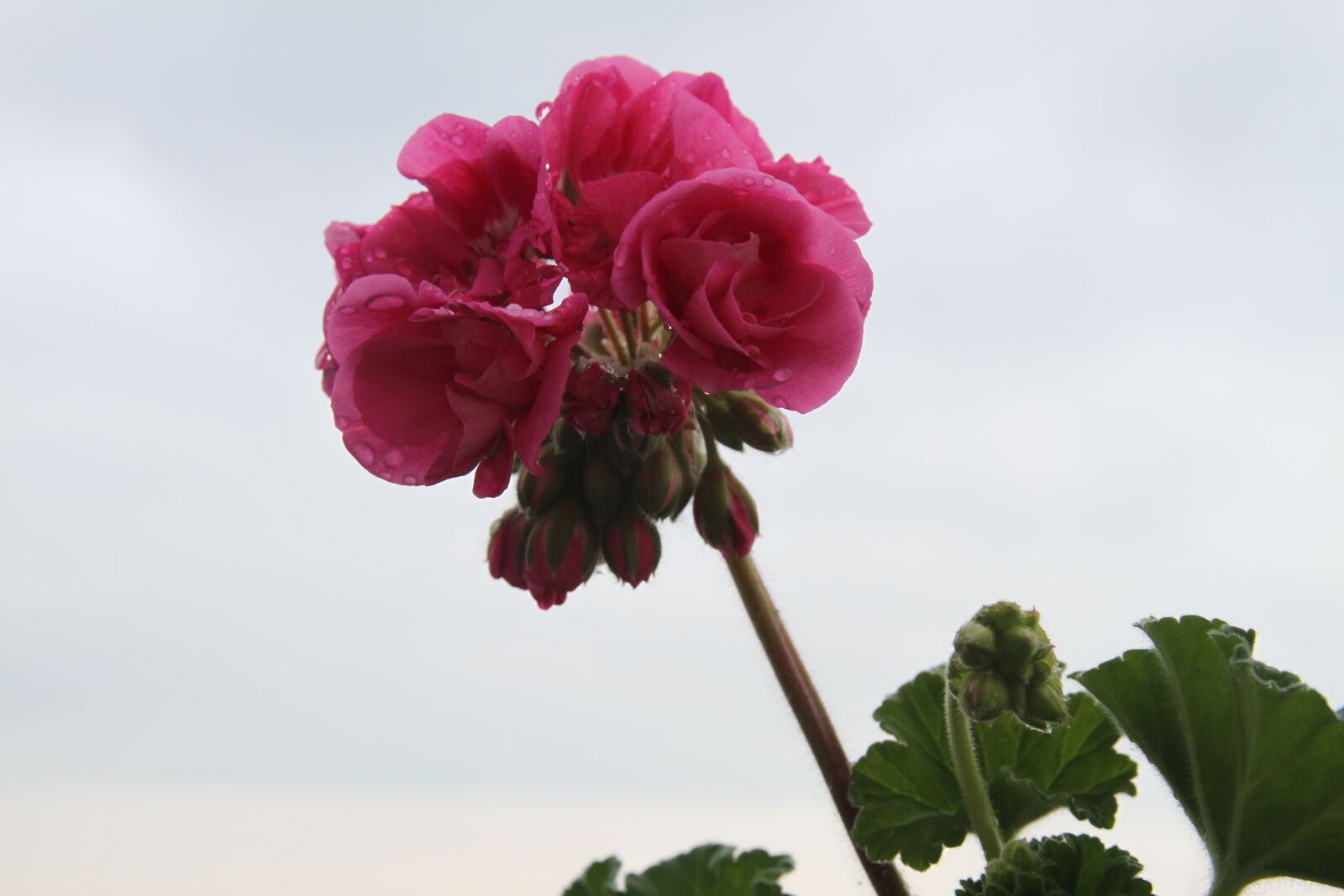 Canon EOS 7D sample photo. Flower, geranium photography