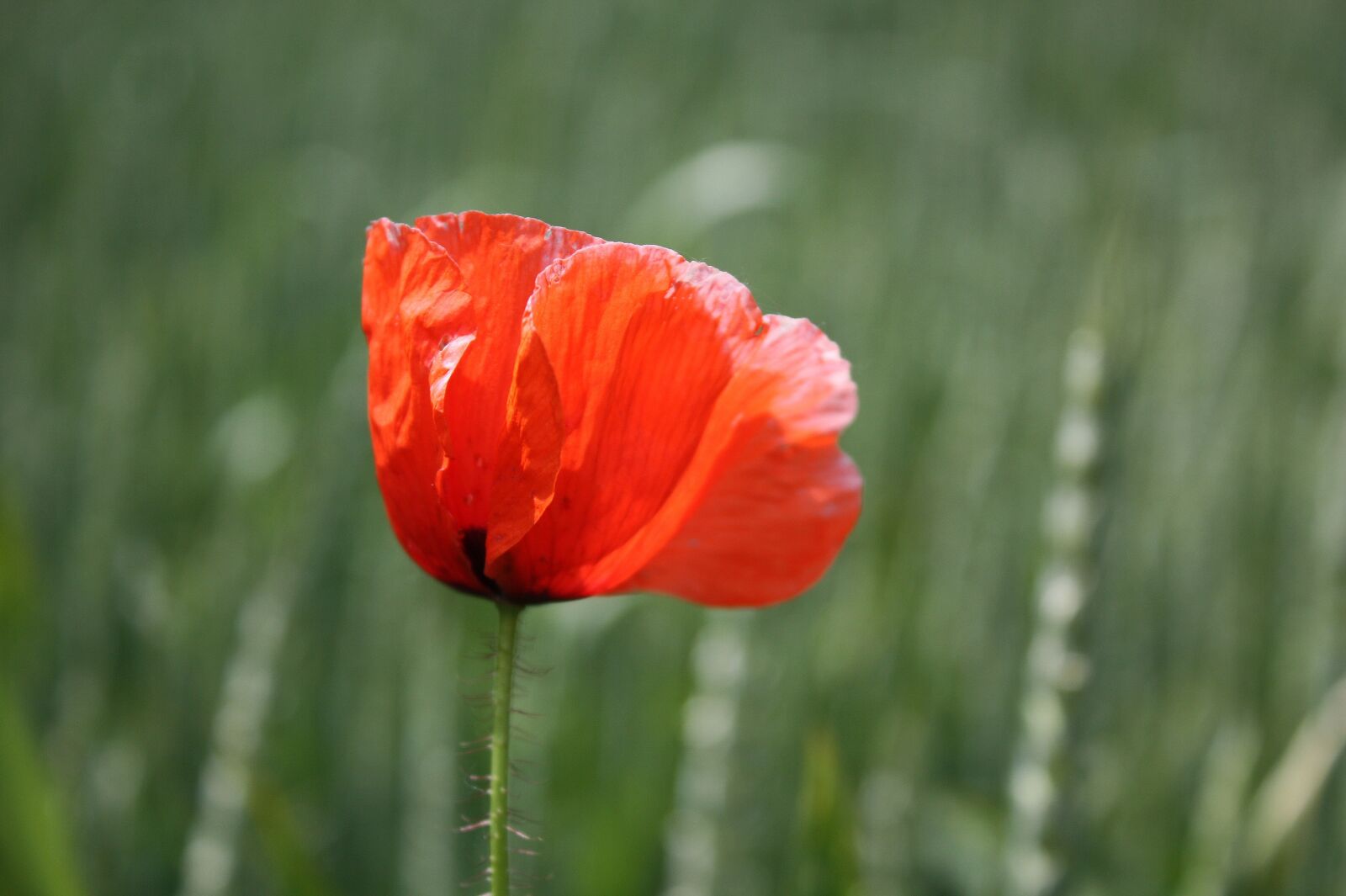 Canon EOS 450D (EOS Rebel XSi / EOS Kiss X2) sample photo. Poppy, blossom, bloom photography
