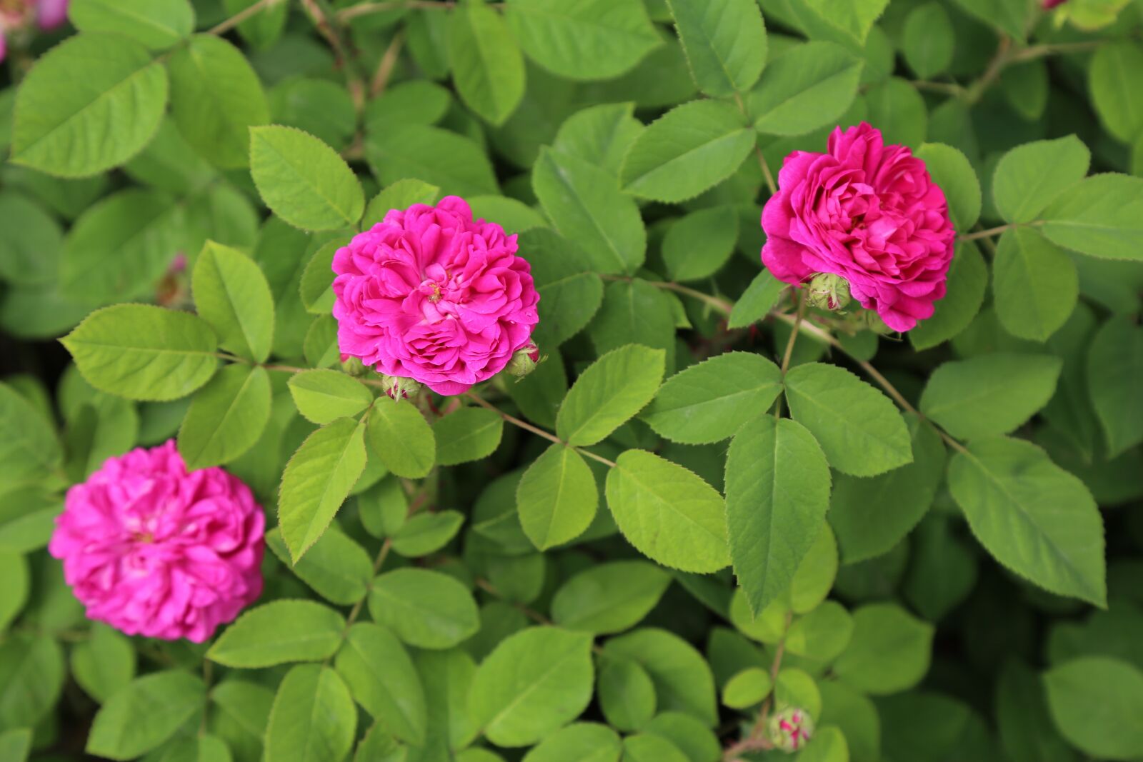 Canon EF 24-105mm F4L IS USM sample photo. Rose, spring, roses photography