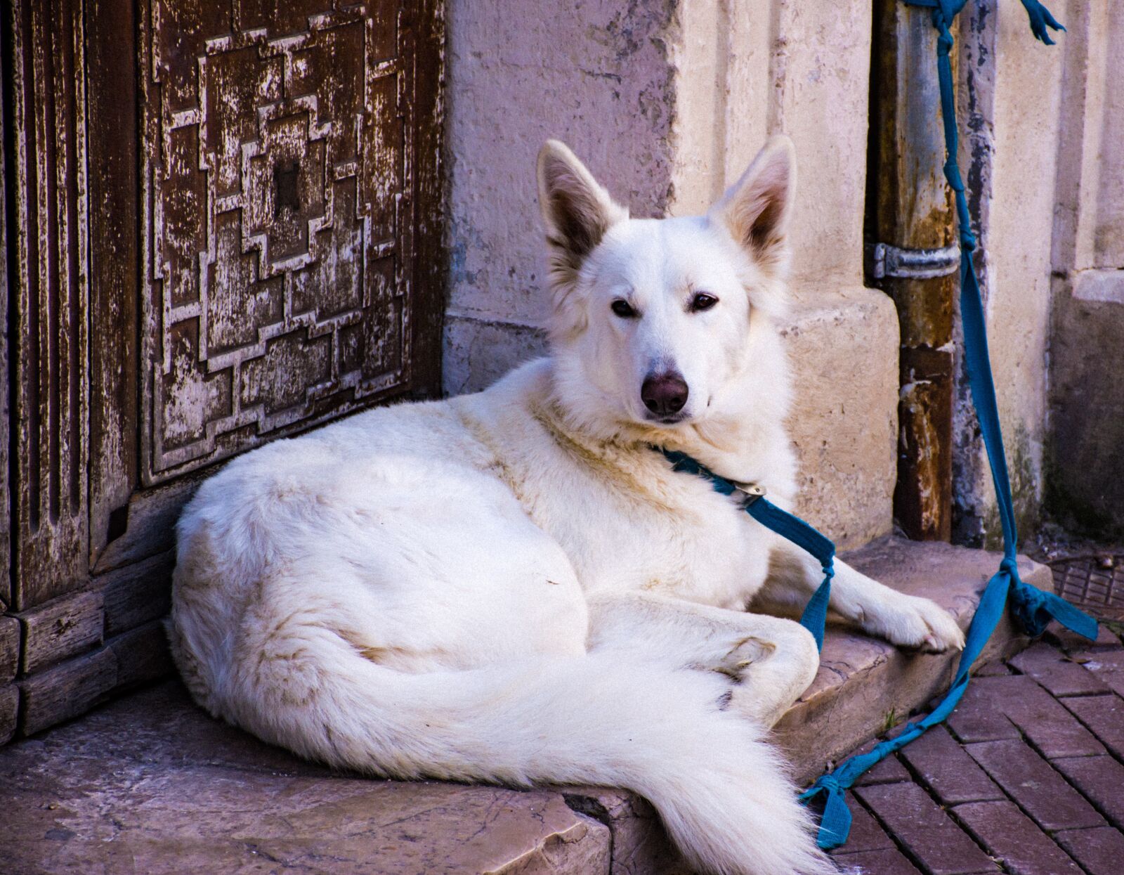Nikon D5600 sample photo. Dog, canine, large breed photography