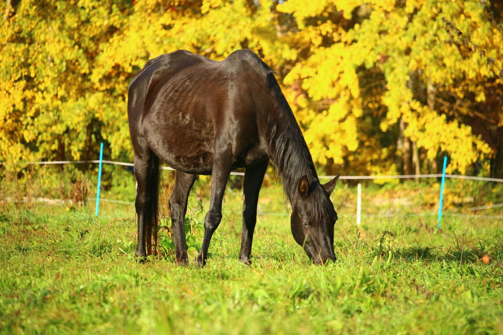 Canon EOS 100D (EOS Rebel SL1 / EOS Kiss X7) sample photo. Autumn, horse, rap photography