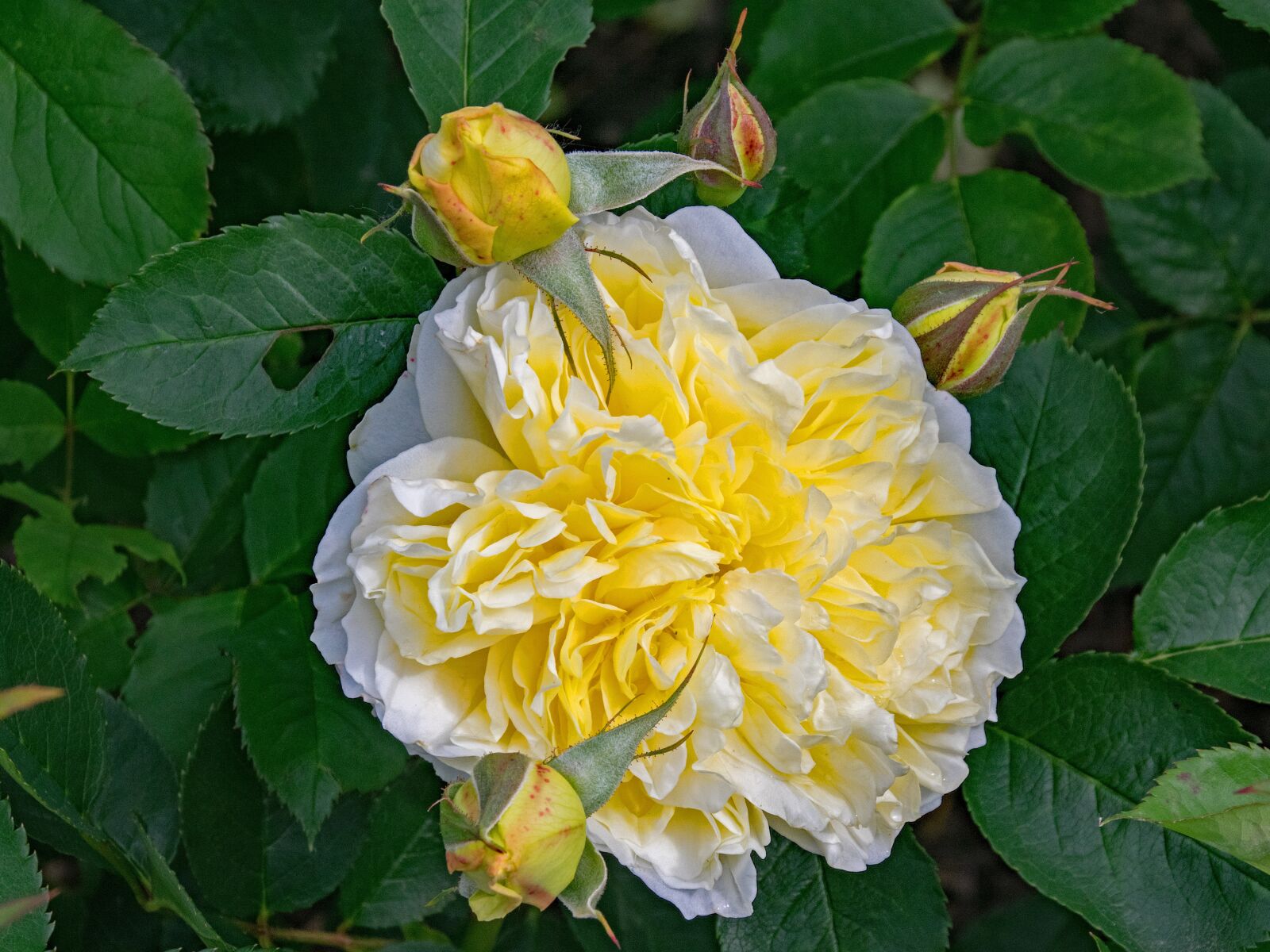 Nikon D5300 sample photo. Rose, pilgrim, climbing rose photography