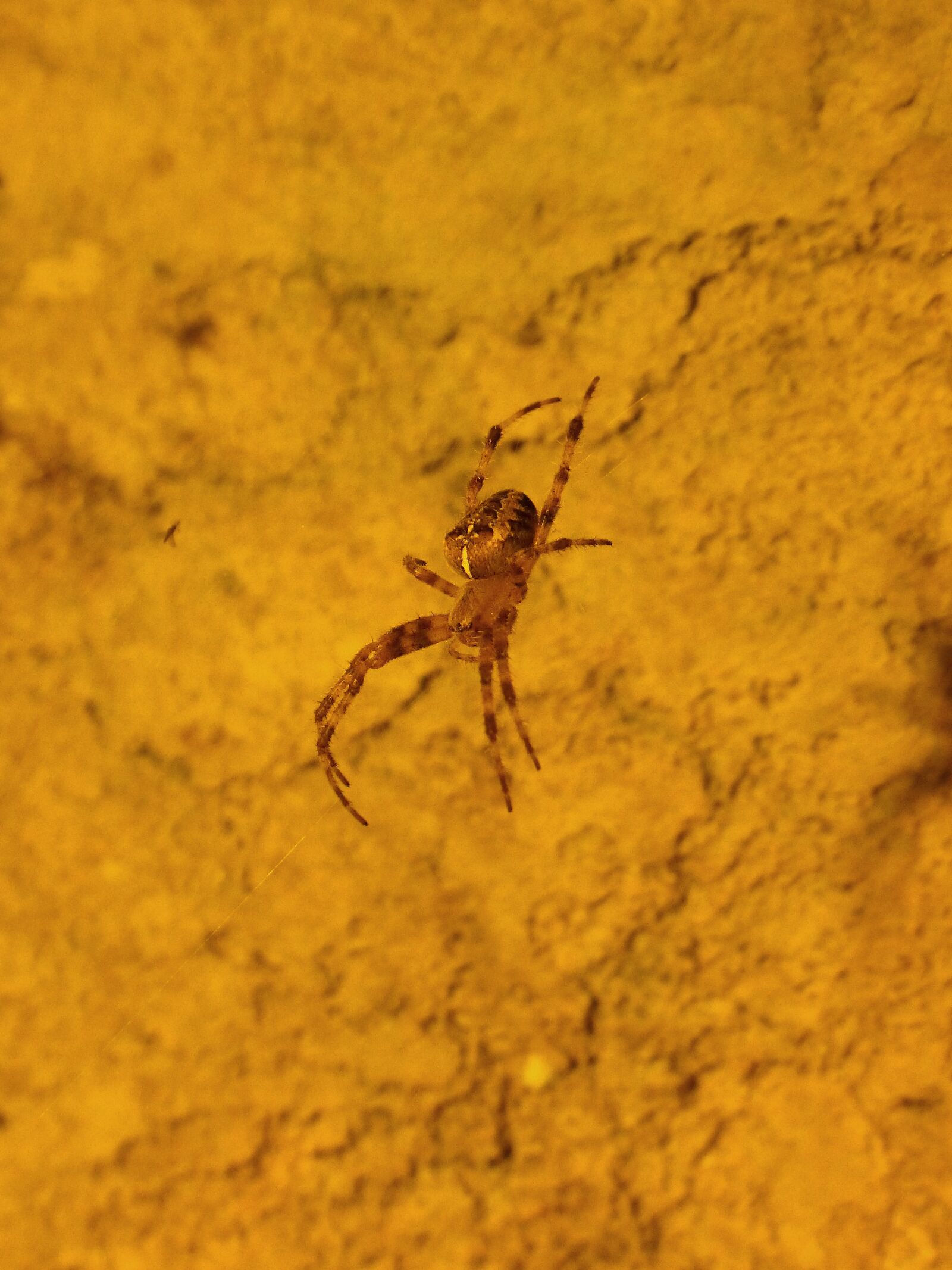 Panasonic DMC-FZ62 sample photo. Cave, spider, cave spider photography