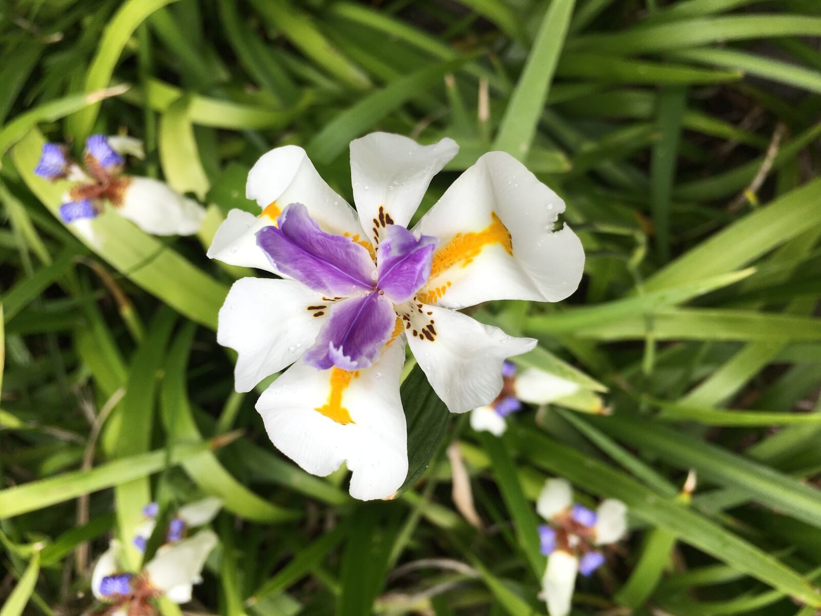 Apple iPhone 6s sample photo. Hawaii, plumeria, tropical photography