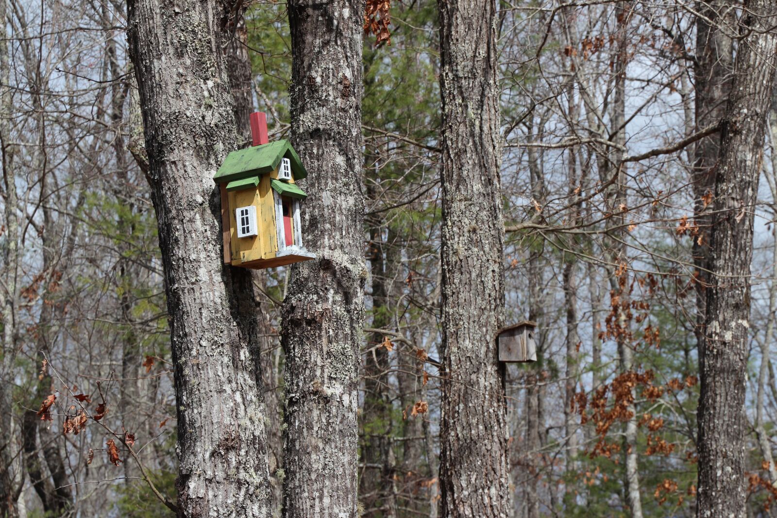 Canon EOS 600D (Rebel EOS T3i / EOS Kiss X5) sample photo. Trees, birdhouse, forest photography