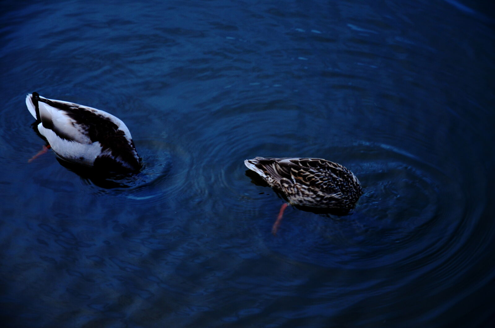 Nikon D5100 sample photo