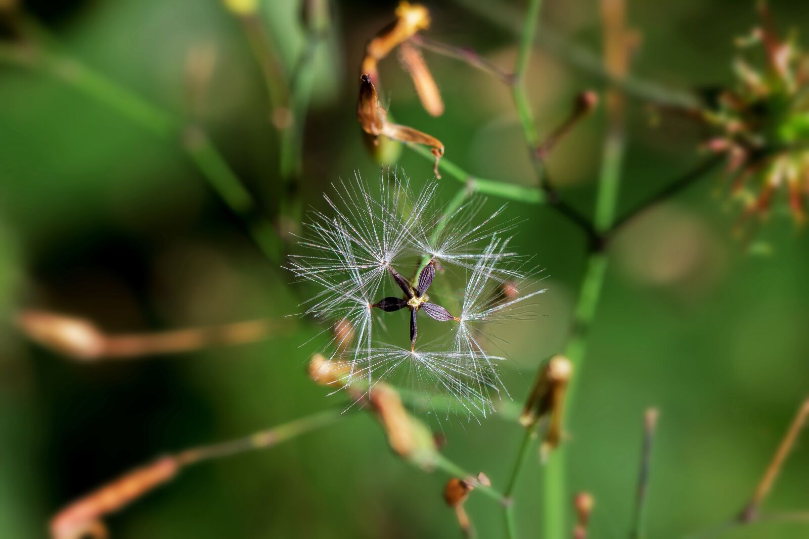 Canon EF 100mm F2.8L Macro IS USM sample photo. Wall lettuce, seeds was photography