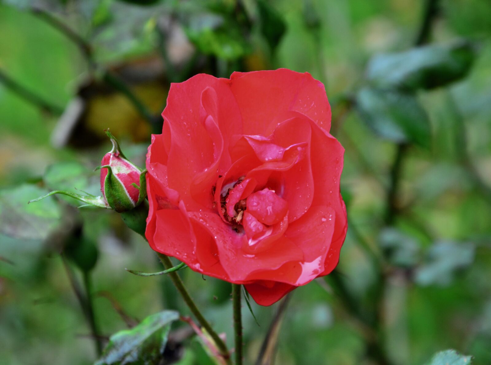 Nikon D5200 sample photo. Red rose, rosebush, petals photography