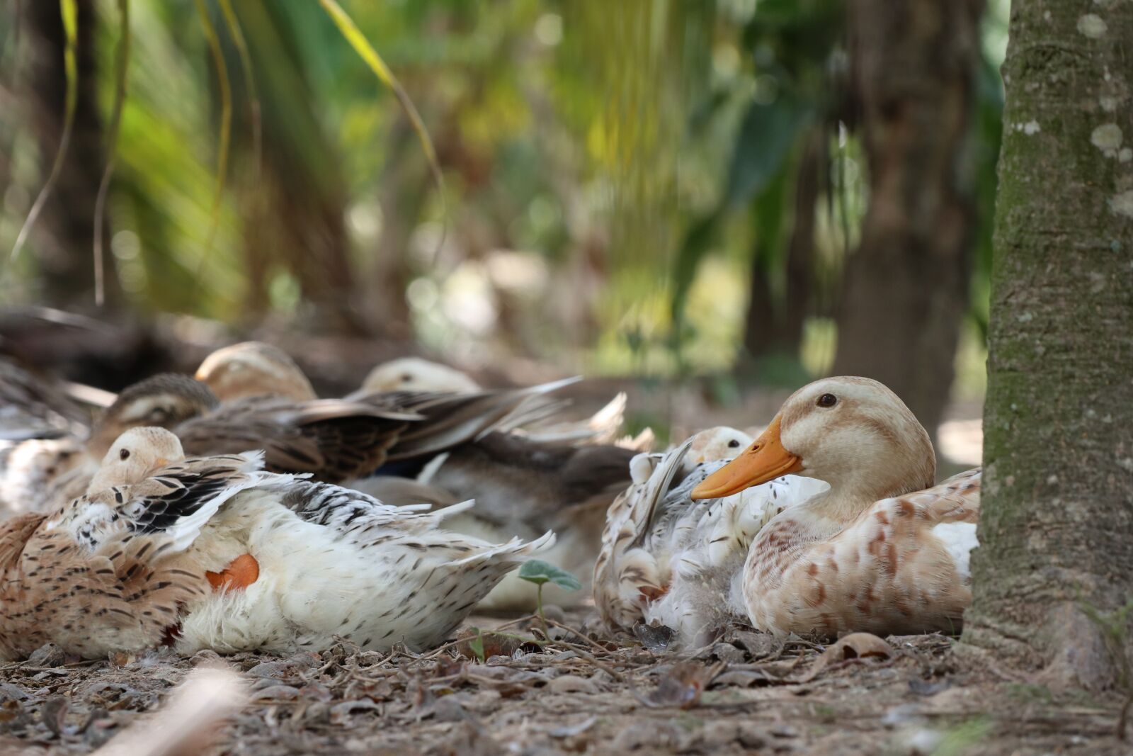 Canon EOS M6 sample photo. One duck looks, rest photography