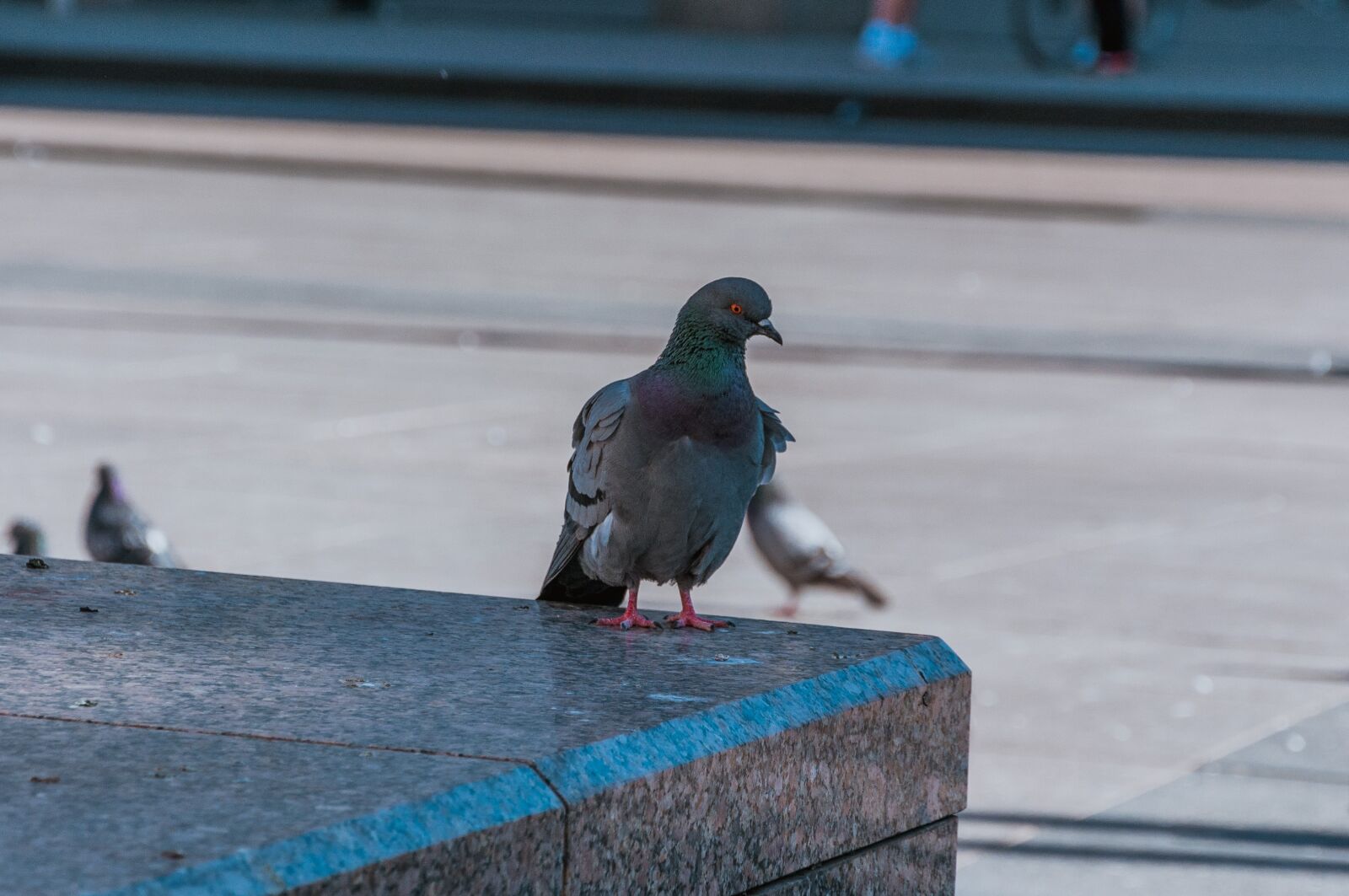 Nikon D90 sample photo. Pigeon, city, dove photography