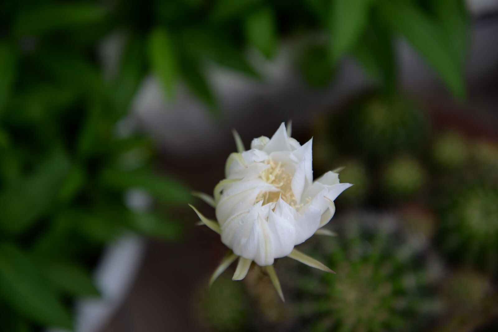 Nikon D610 sample photo. Plant, flower, prickly pear photography
