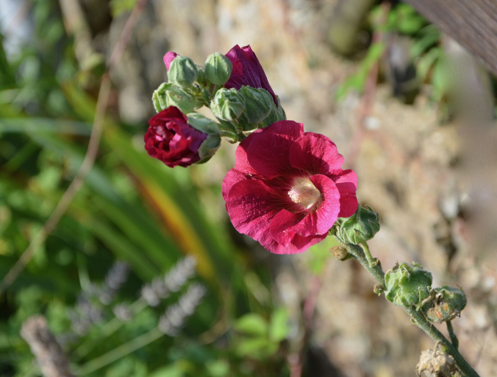 Nikon D5200 sample photo. Red flower, bud, green photography