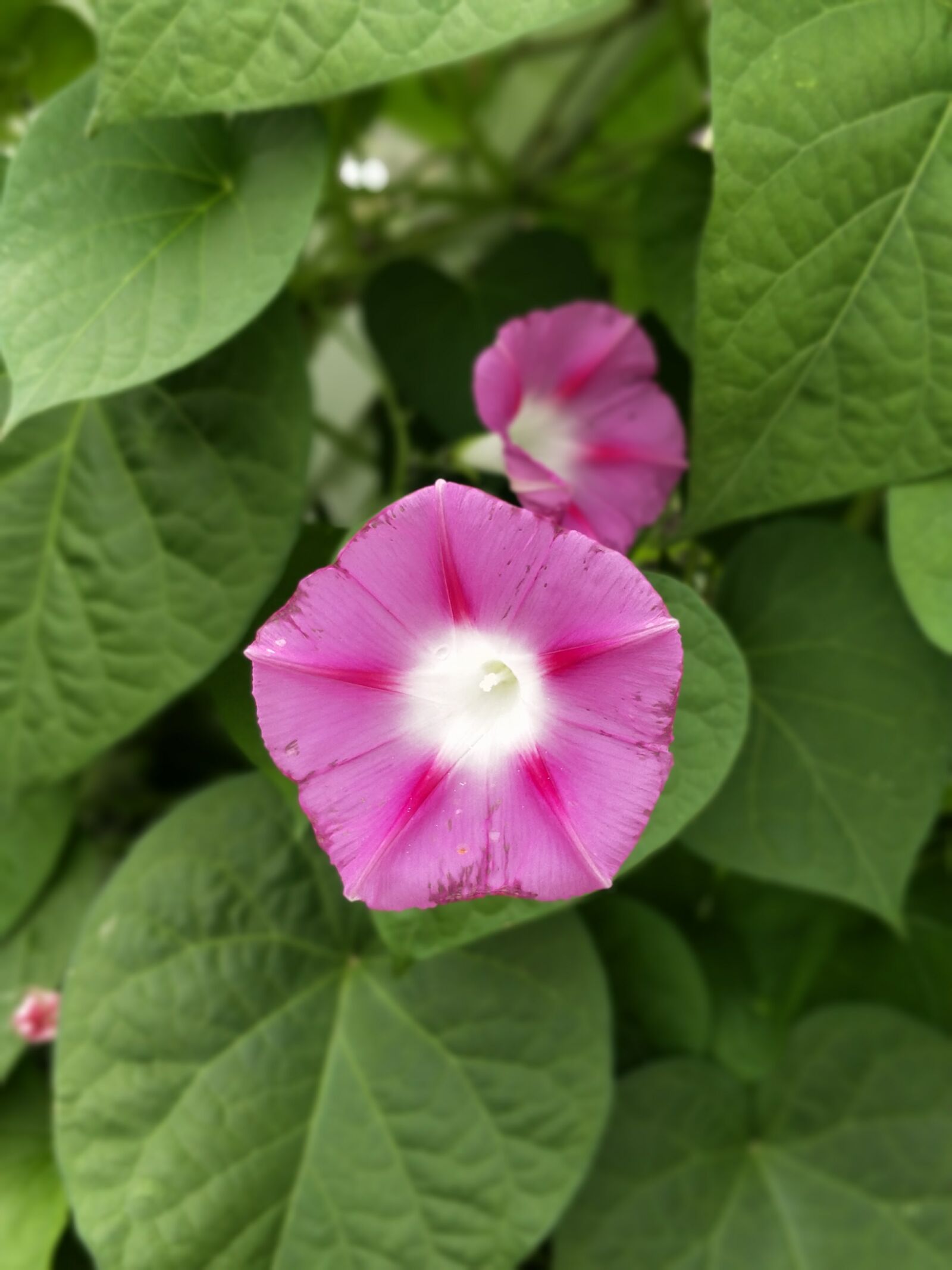 OnePlus 5 sample photo. Flower, pink, green photography
