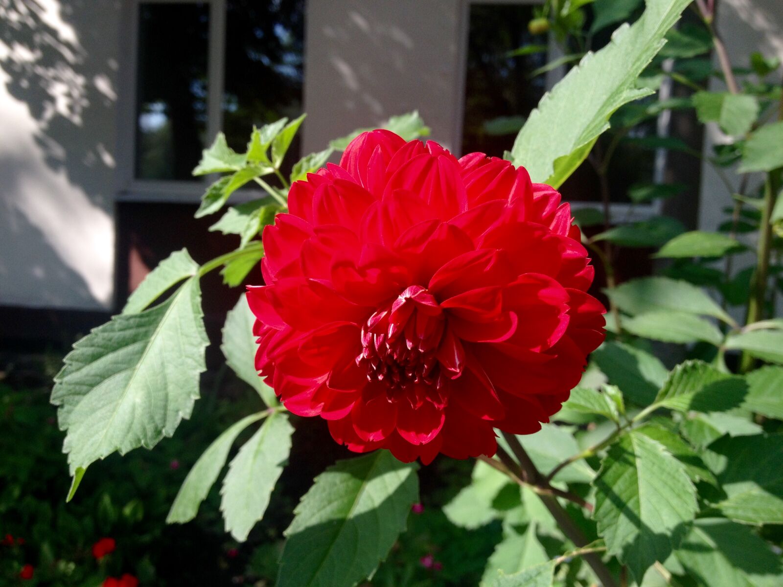 iPhone 4S back camera 4.28mm f/2.4 sample photo. Red, rose photography