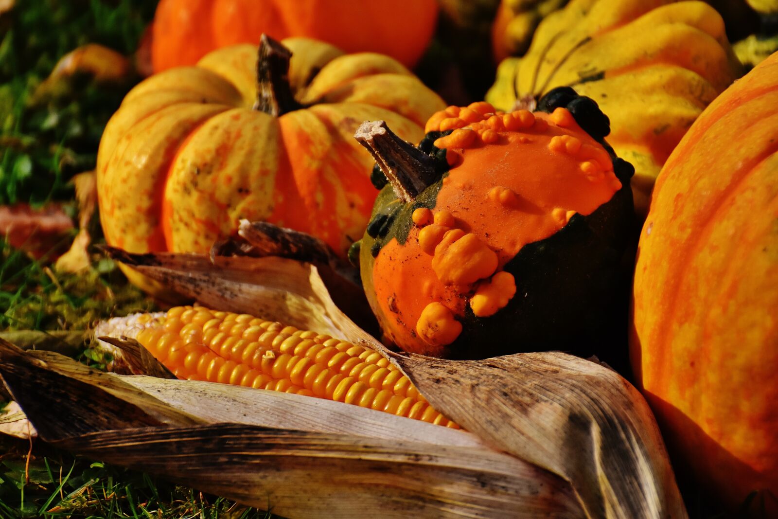 Nikon D7200 sample photo. Pumpkins, decorative squashes, nature photography