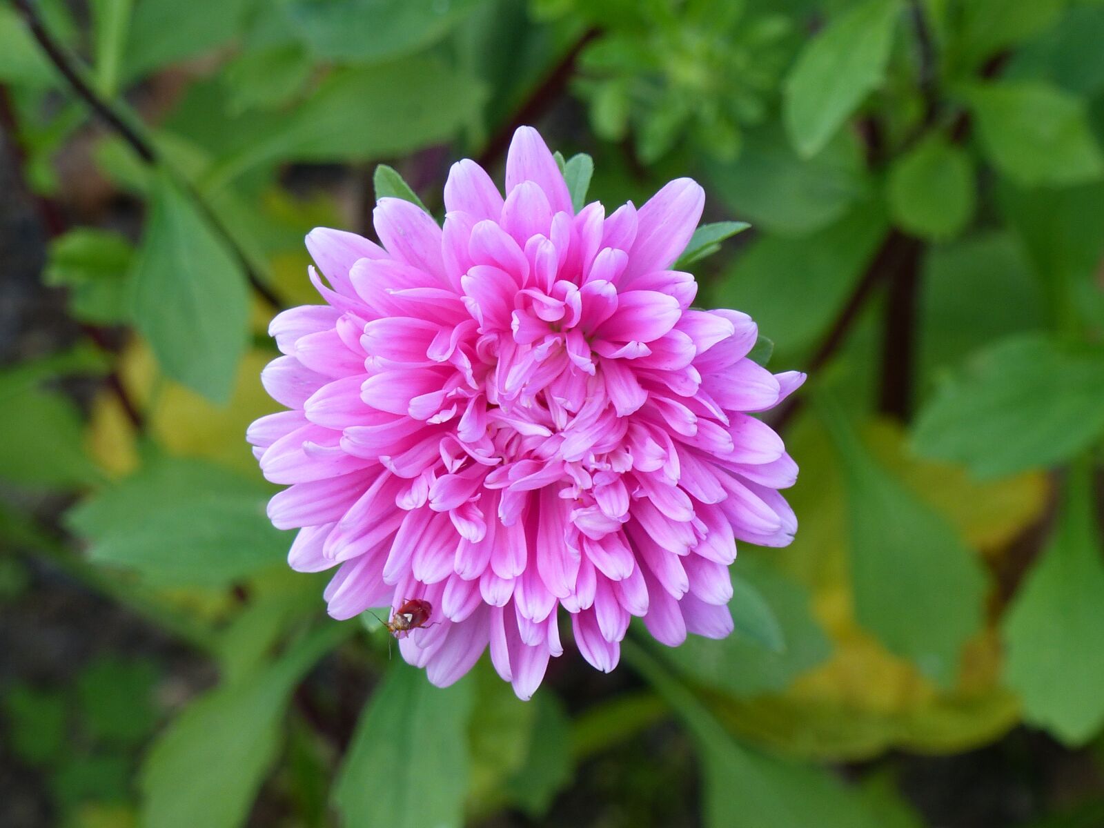 Panasonic Lumix DMC-FZ200 sample photo. Aster, autumn, flower photography