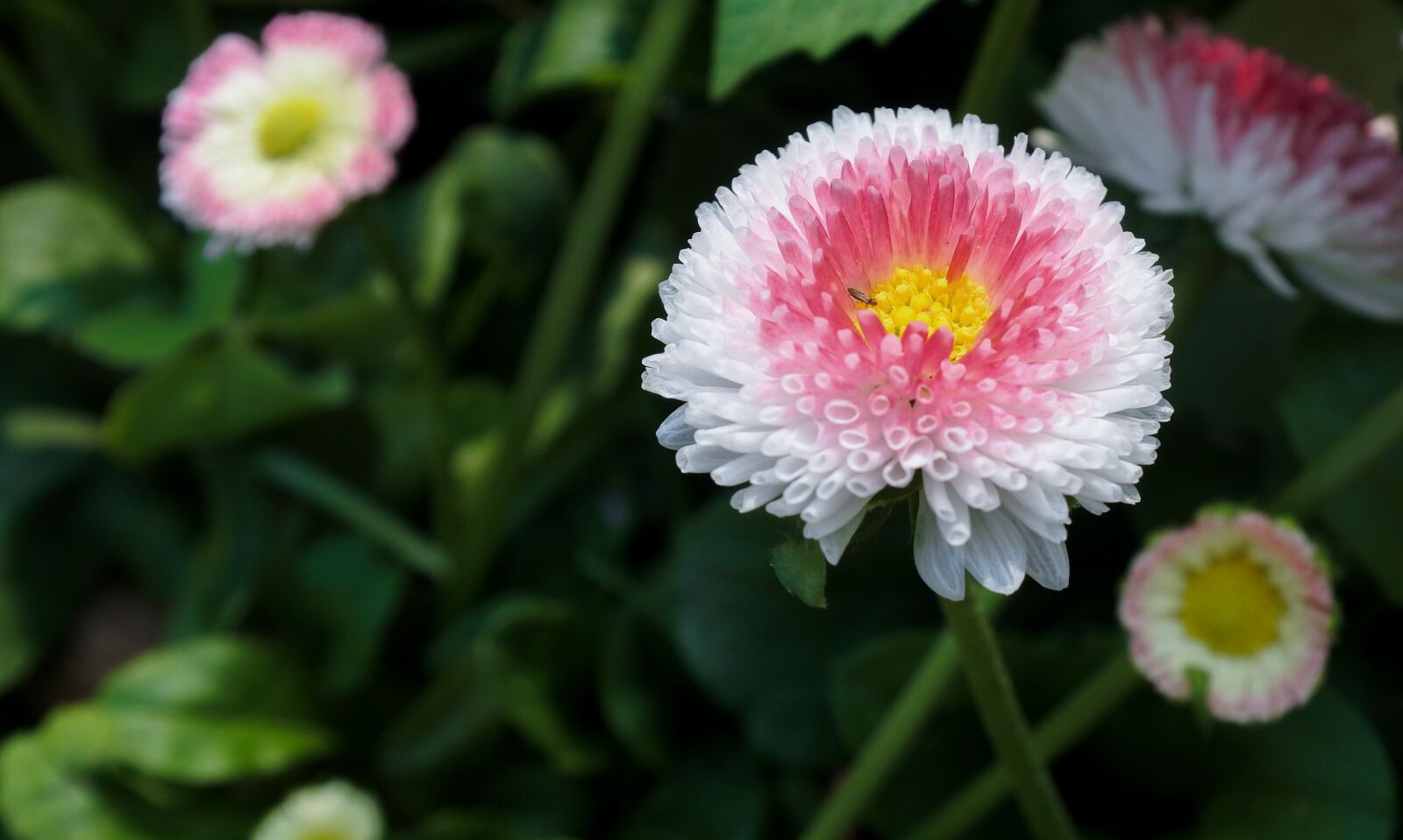 Nikon 1 J5 sample photo. Daisy, marguerite, flower photography