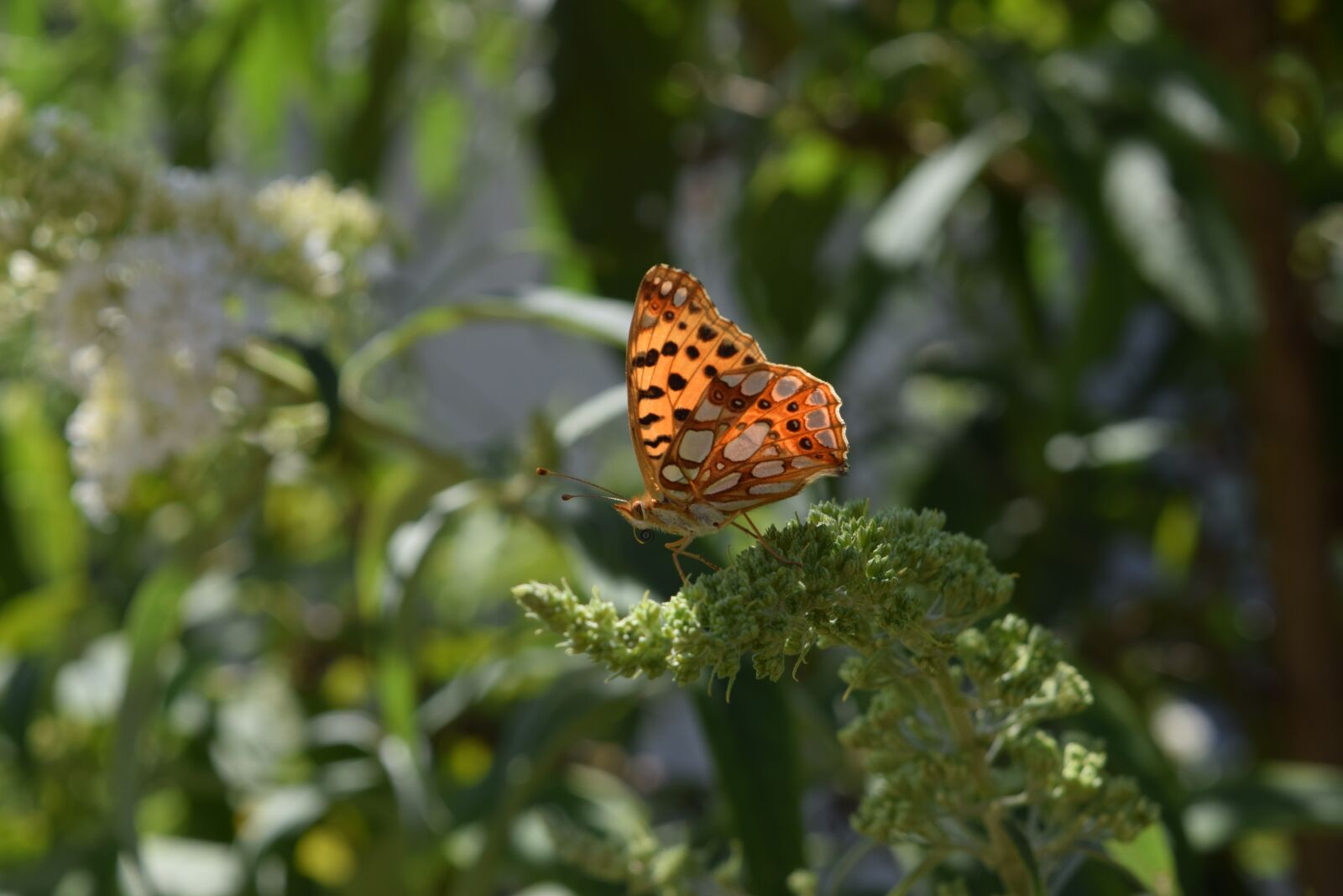 Nikon D3300 sample photo. Butterfly, blossom, bloom photography