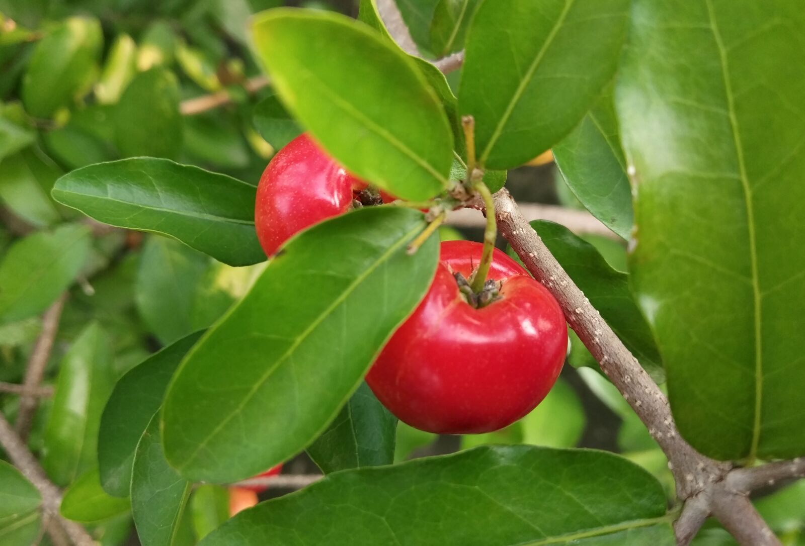 Xiaomi Redmi S2 sample photo. Cherry fruit, cherry, fruit photography