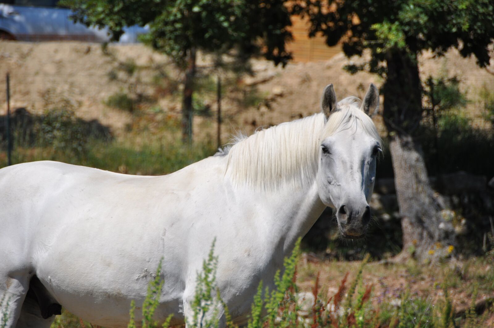 Nikon D90 sample photo. Horse, head, look photography