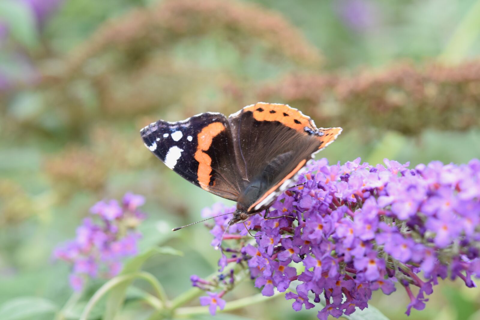 Nikon D5600 sample photo. Butterfly, flying insect, wing photography