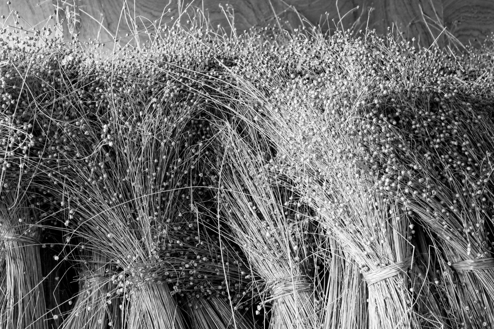 Panasonic Lumix DMC-FZ1000 sample photo. Flax, vlasroute, event photography