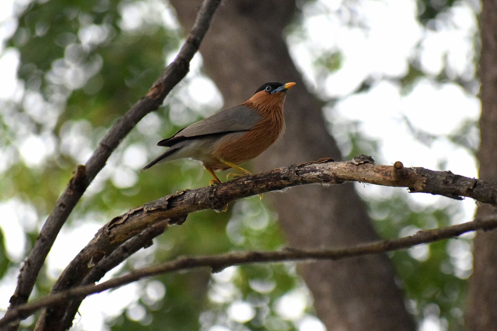Nikon D3300 sample photo. Bird, branch, nature photography