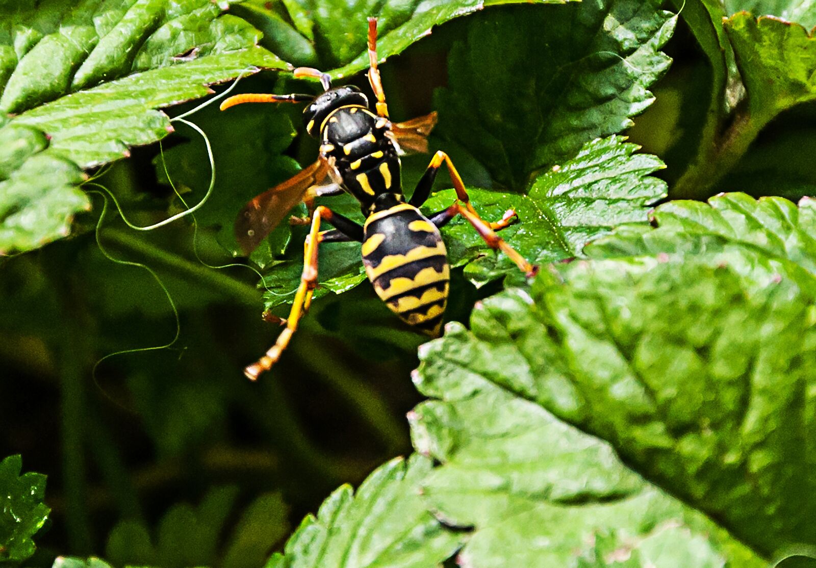 Nikon D5000 sample photo. Wasp, bush, insect photography