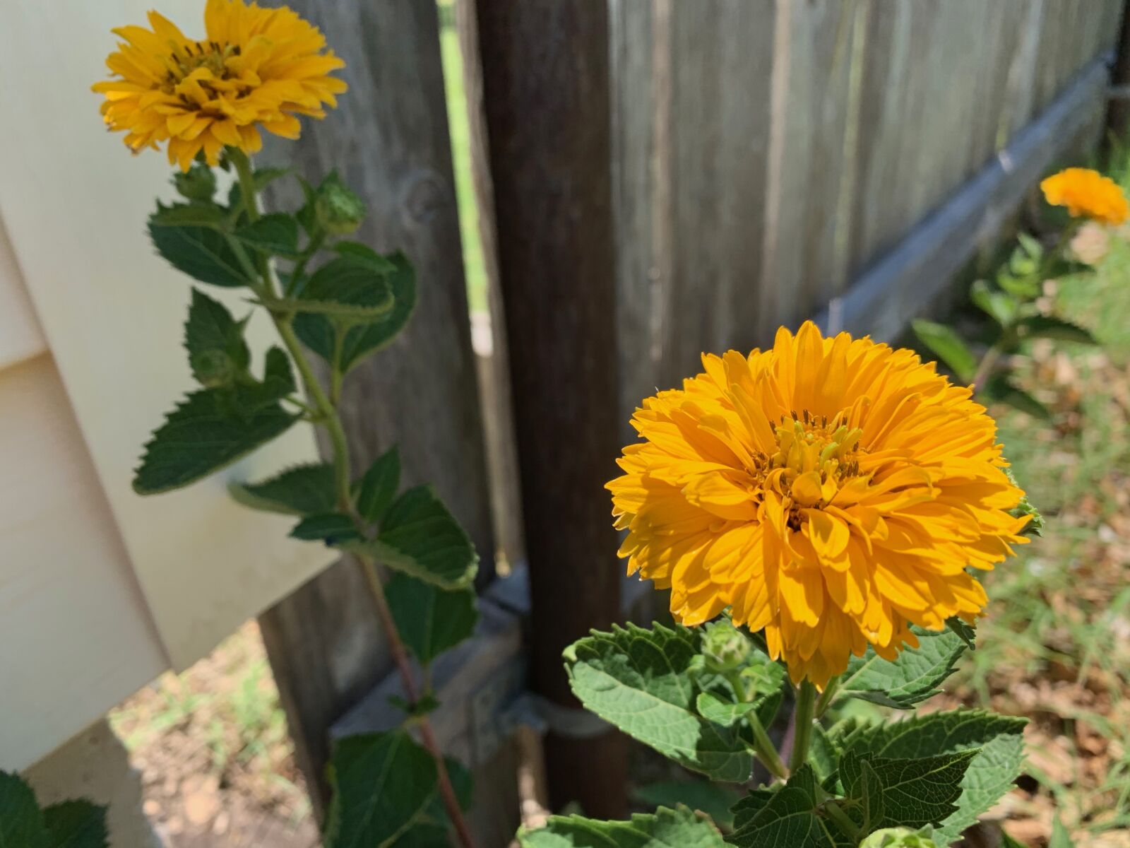 iPhone XS back dual camera 4.25mm f/1.8 sample photo. Yellow, flowers, nature photography