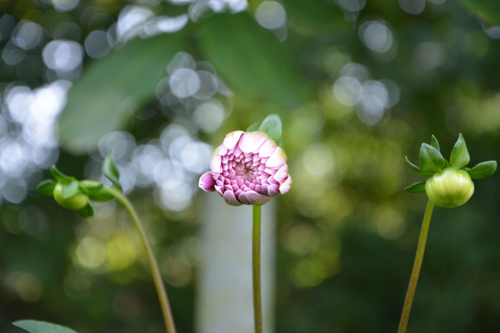 Nikon D5200 sample photo. Flower bud, buds, nature photography