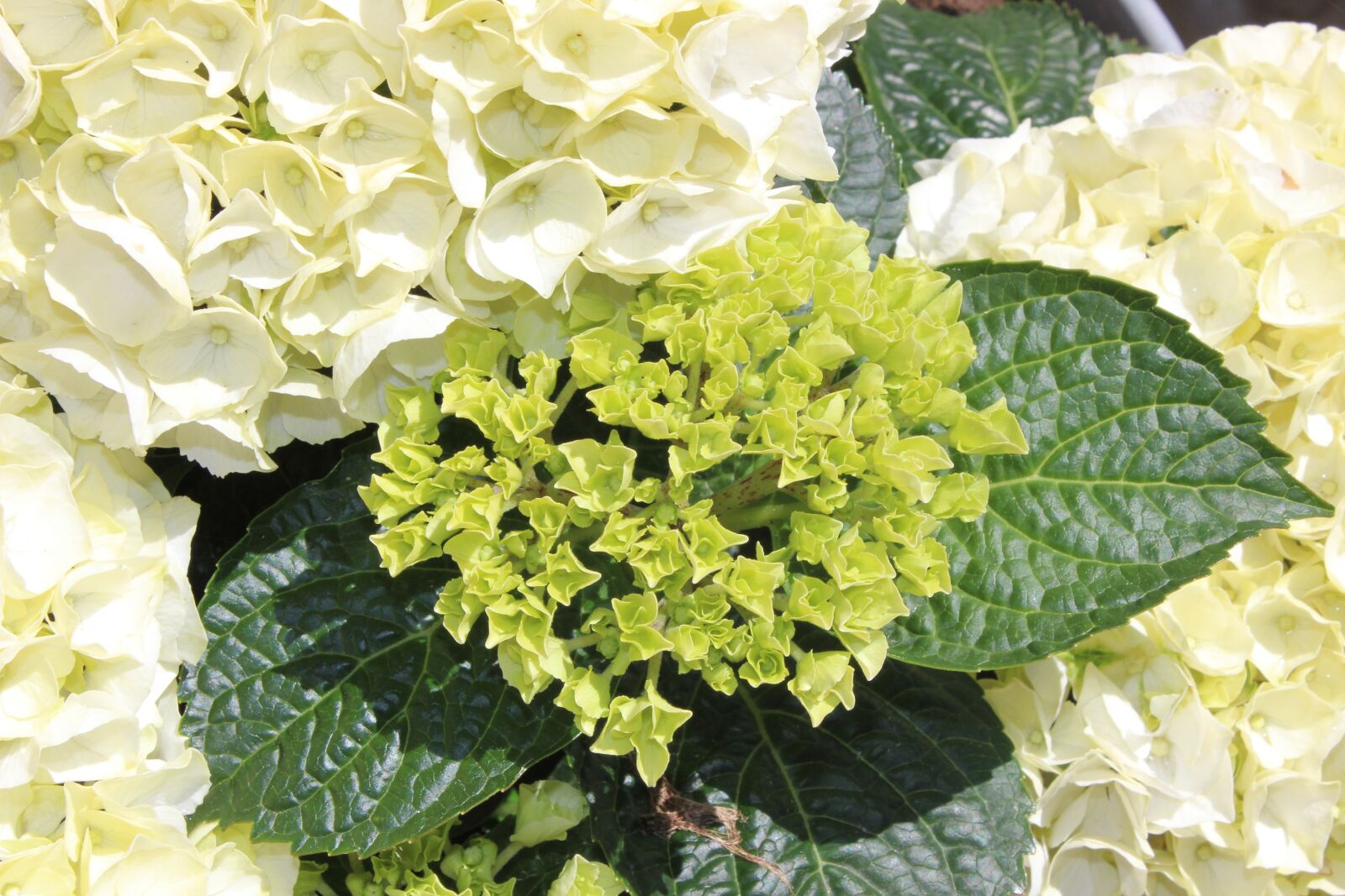 Canon EOS 600D (Rebel EOS T3i / EOS Kiss X5) sample photo. Hydrangeas, white hydrangea, plants photography