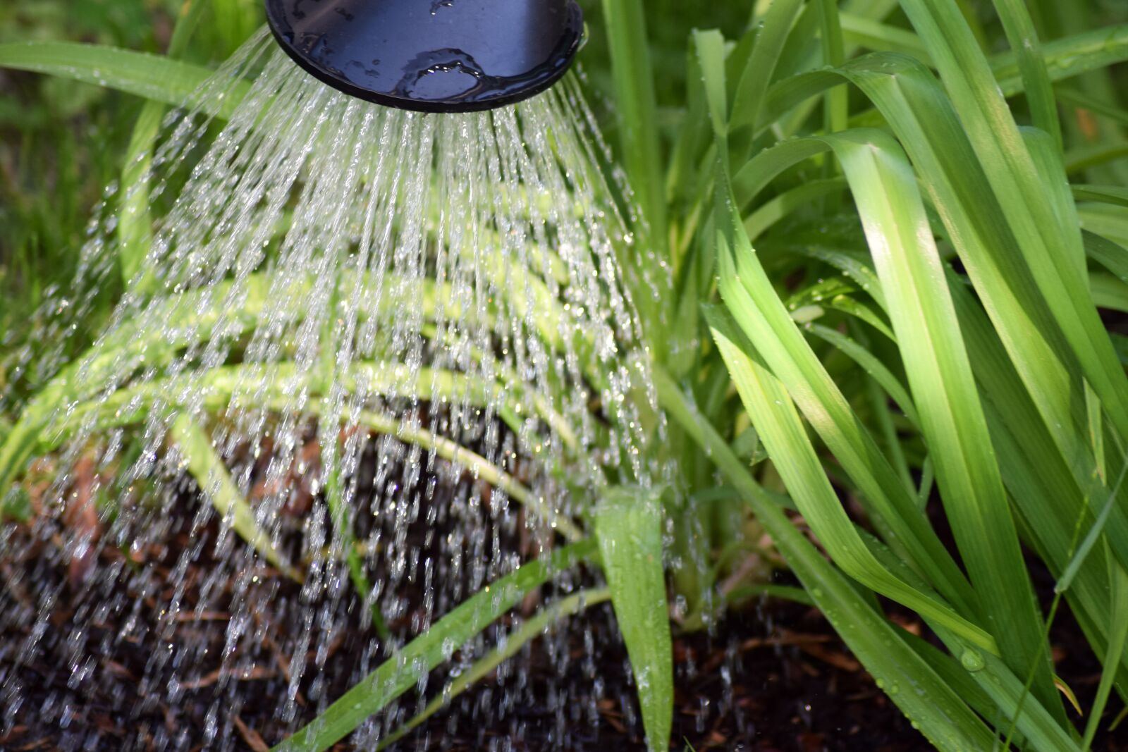 Nikon D5300 sample photo. Flower casting, plant watering photography