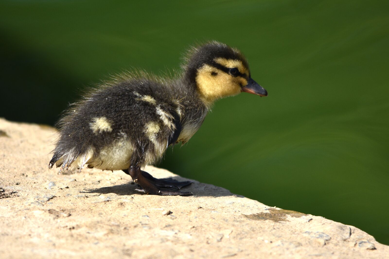 Nikon D3400 sample photo. Duckling, baby, ducklings photography