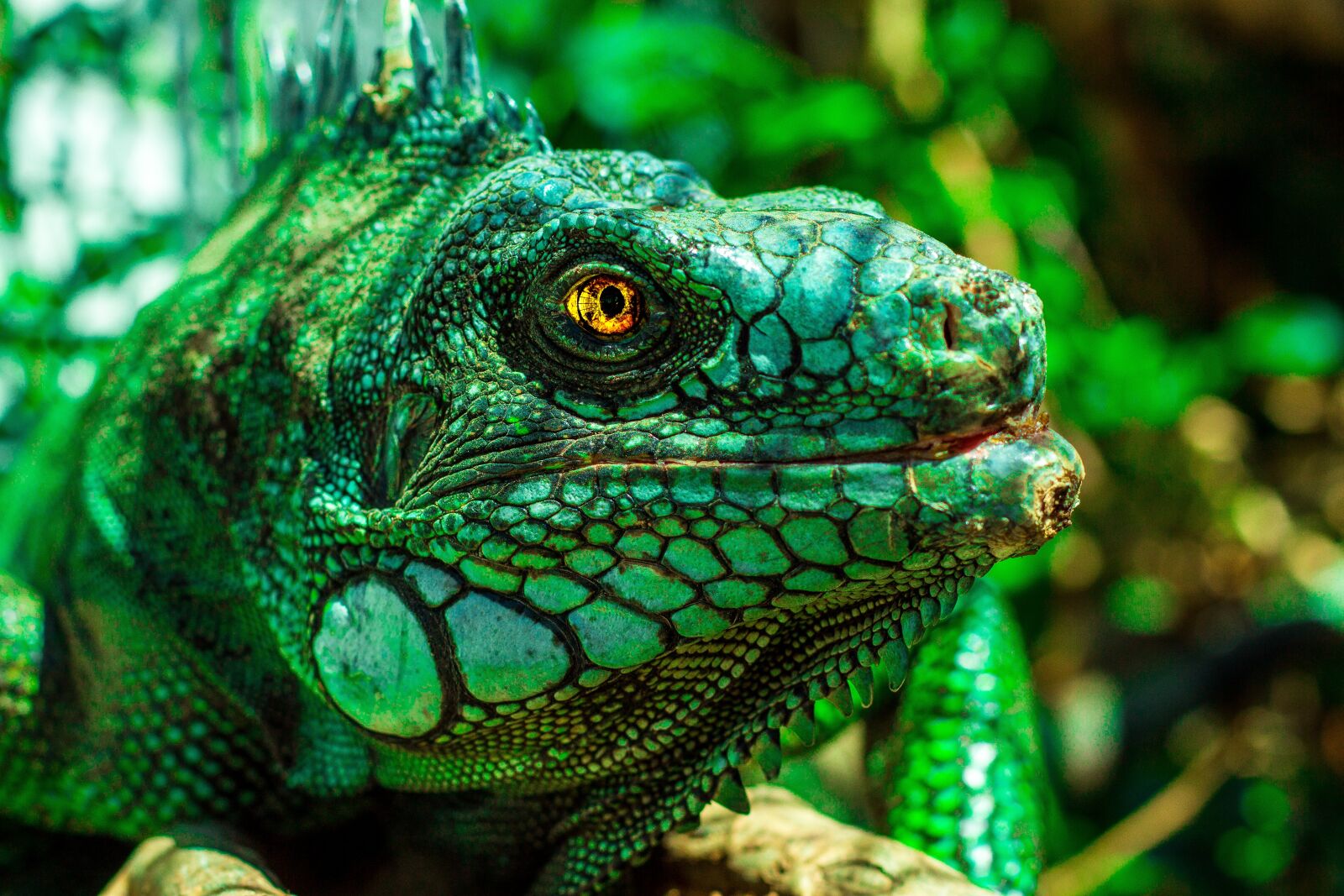 Canon EOS 700D (EOS Rebel T5i / EOS Kiss X7i) sample photo. Iguana, eyes, nature photography