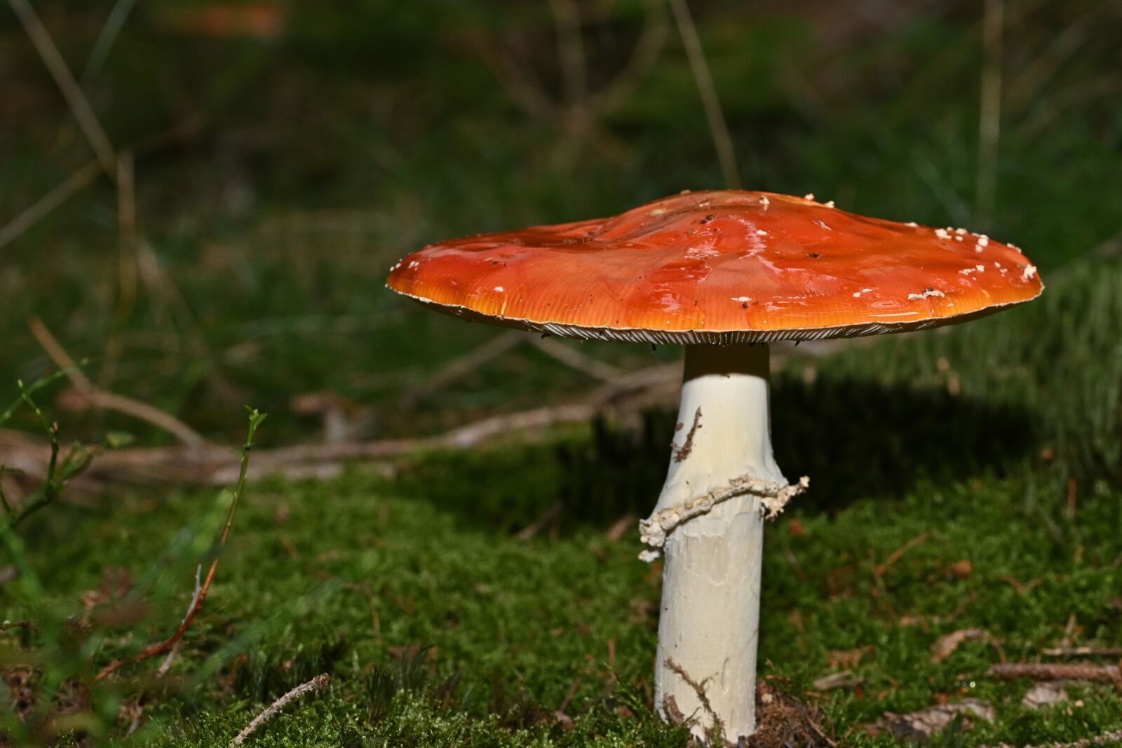 Nikon D5200 sample photo. Fly agaric, mushroom, wild photography