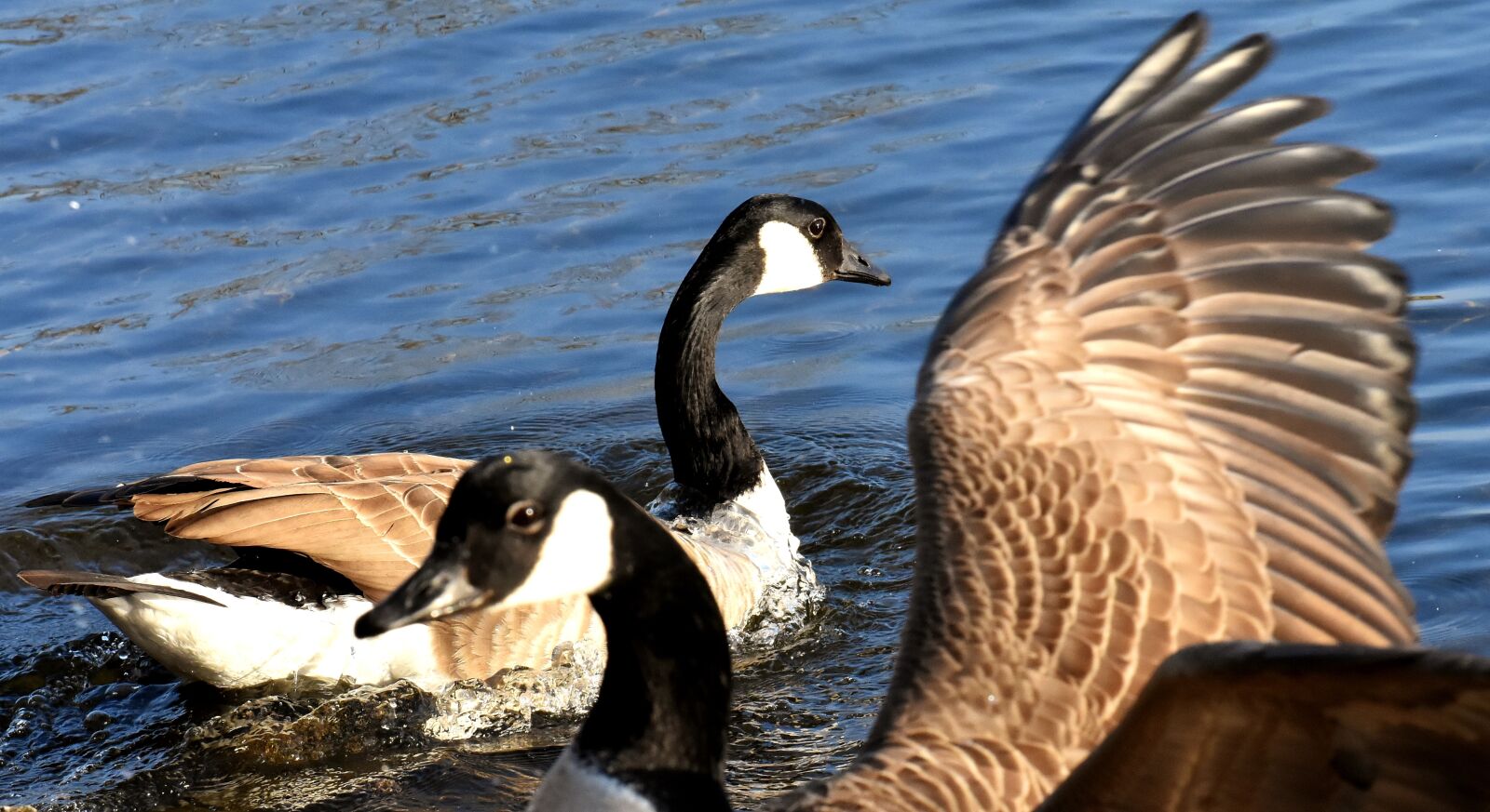 Nikon D7200 sample photo. Geese, bank, lake photography