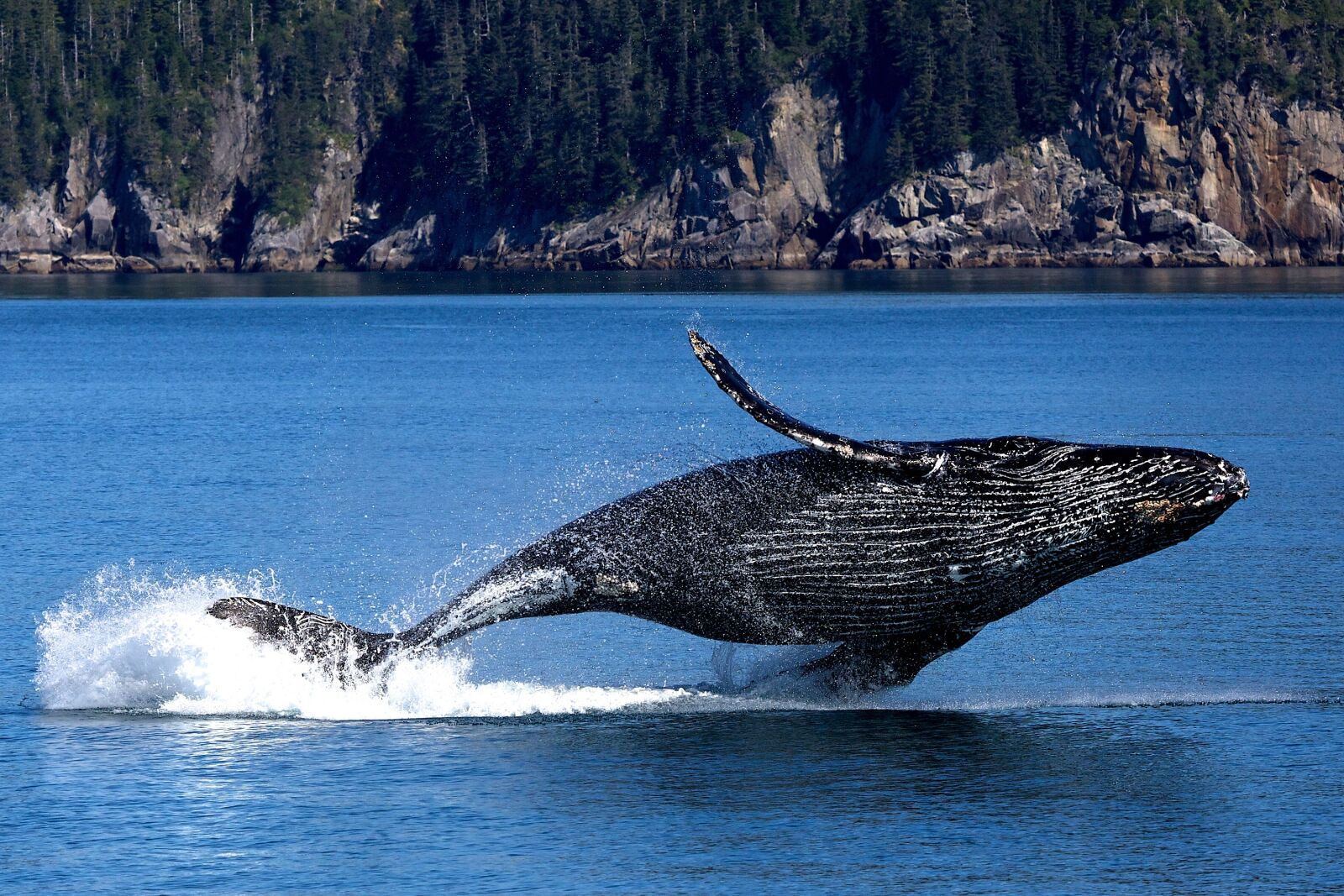 Canon EF 100-400mm F4.5-5.6L IS USM sample photo. Whale, humpback, sea photography