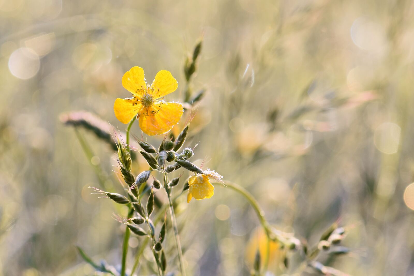 Nikon D5500 sample photo. Buttercup, yellow, plant photography