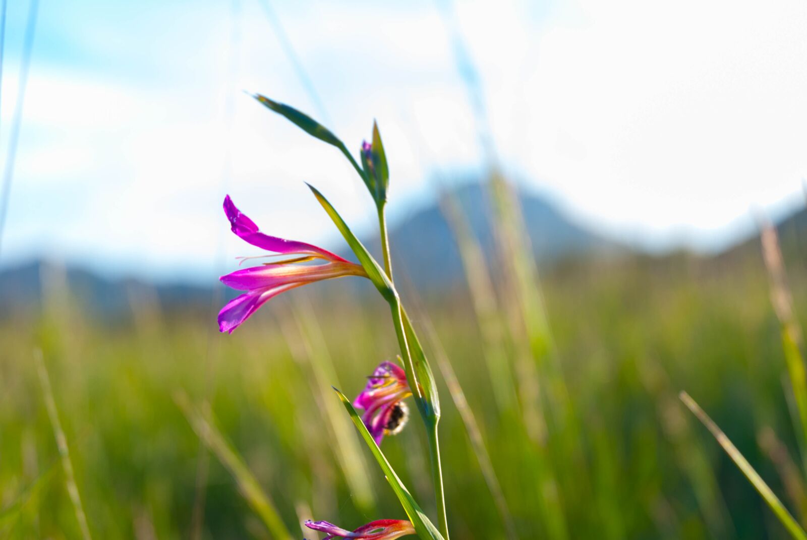 Nikon D80 sample photo. Flower, wild, nature photography