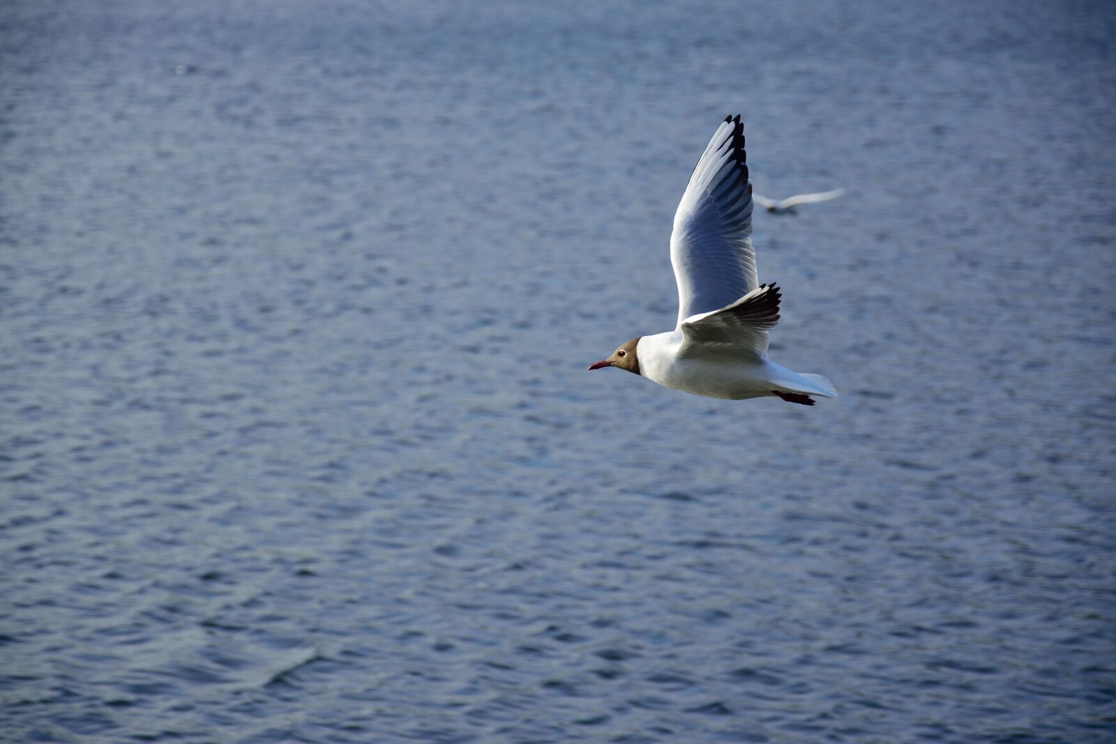 Nikon D3300 sample photo. Air, animal, background, bird photography