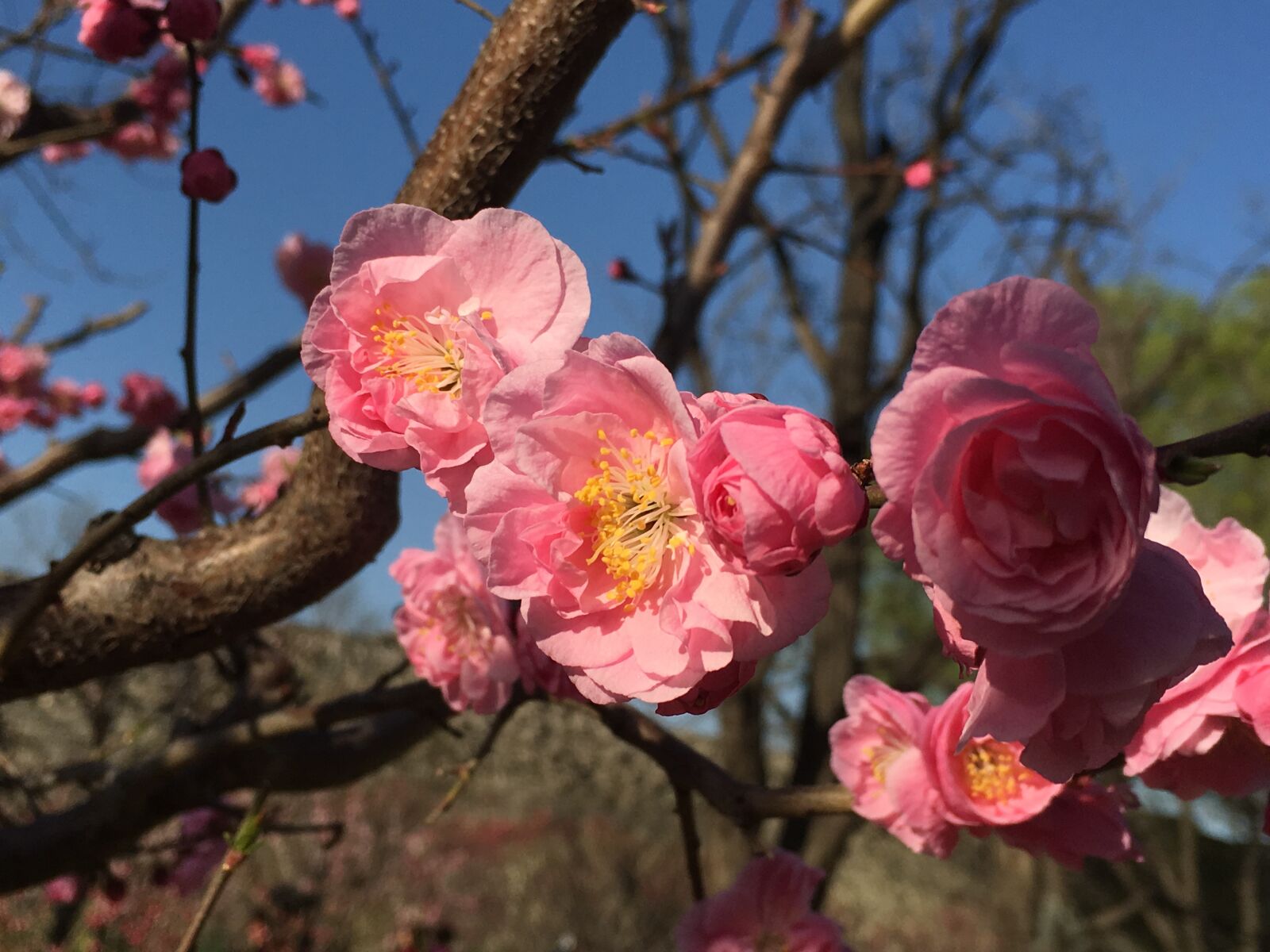 Apple iPhone 6s sample photo. Plum blossom, plum festival photography