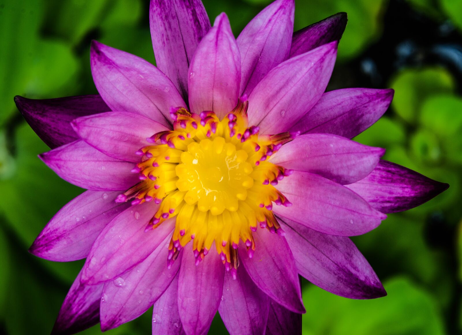 Nikon D7000 sample photo. Water lily, waterlily, purple photography