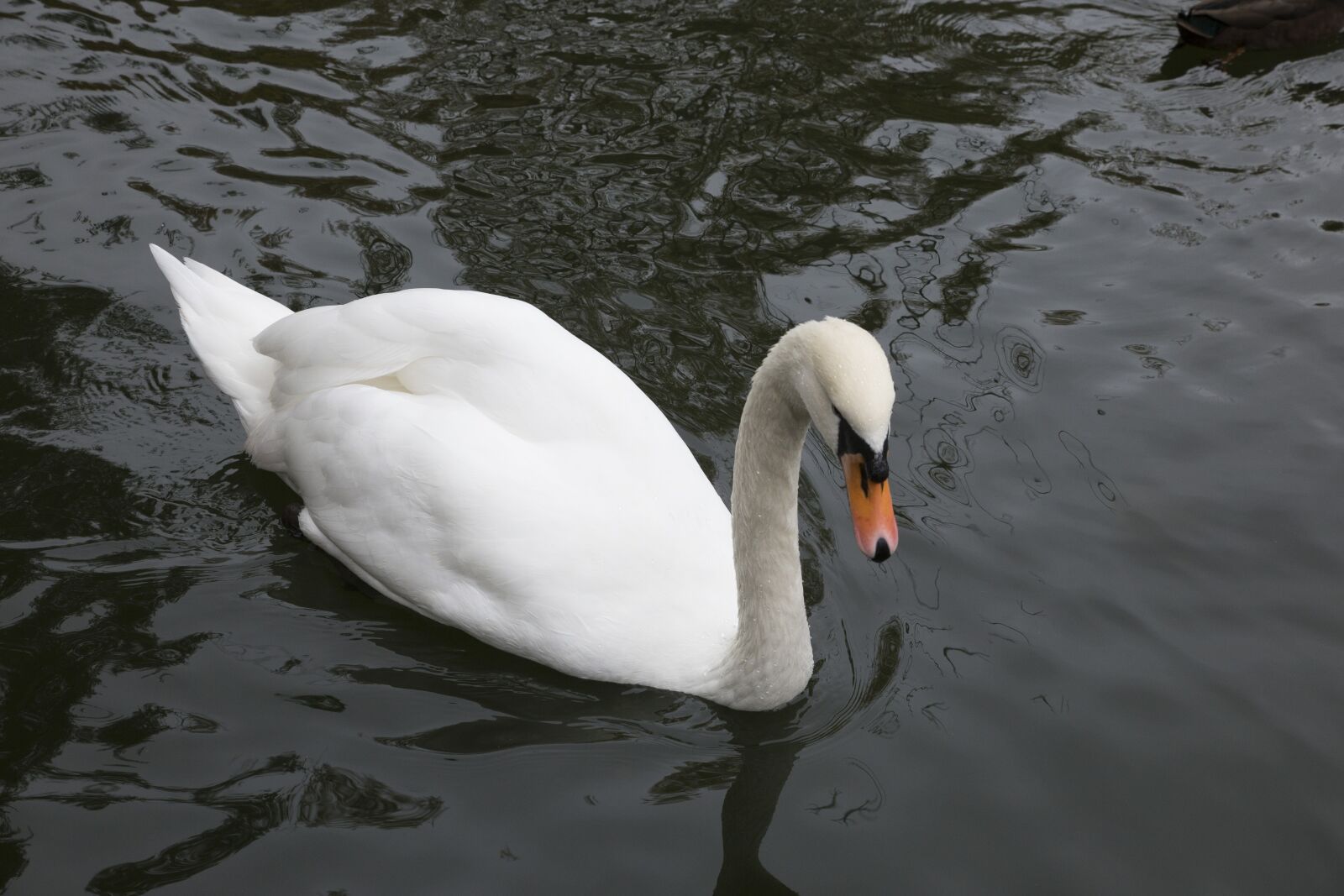 Canon EOS 6D sample photo. Swan, beauty, elegant photography