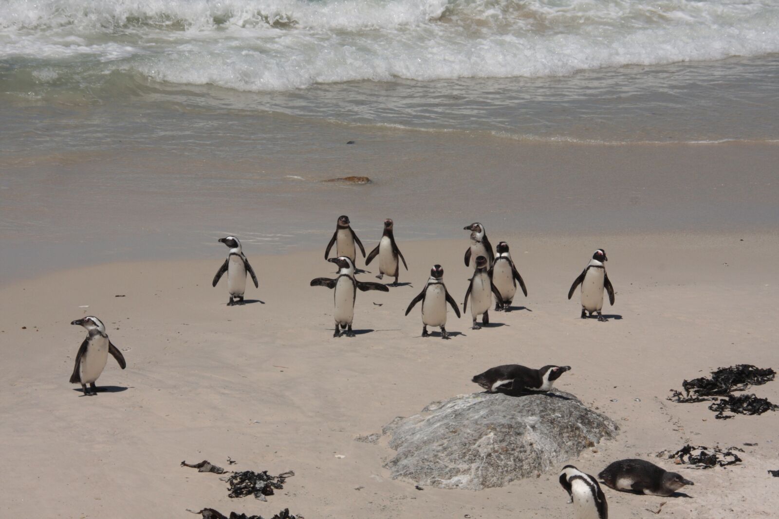 Canon EOS 40D sample photo. Penguins, bolders beach, beach photography