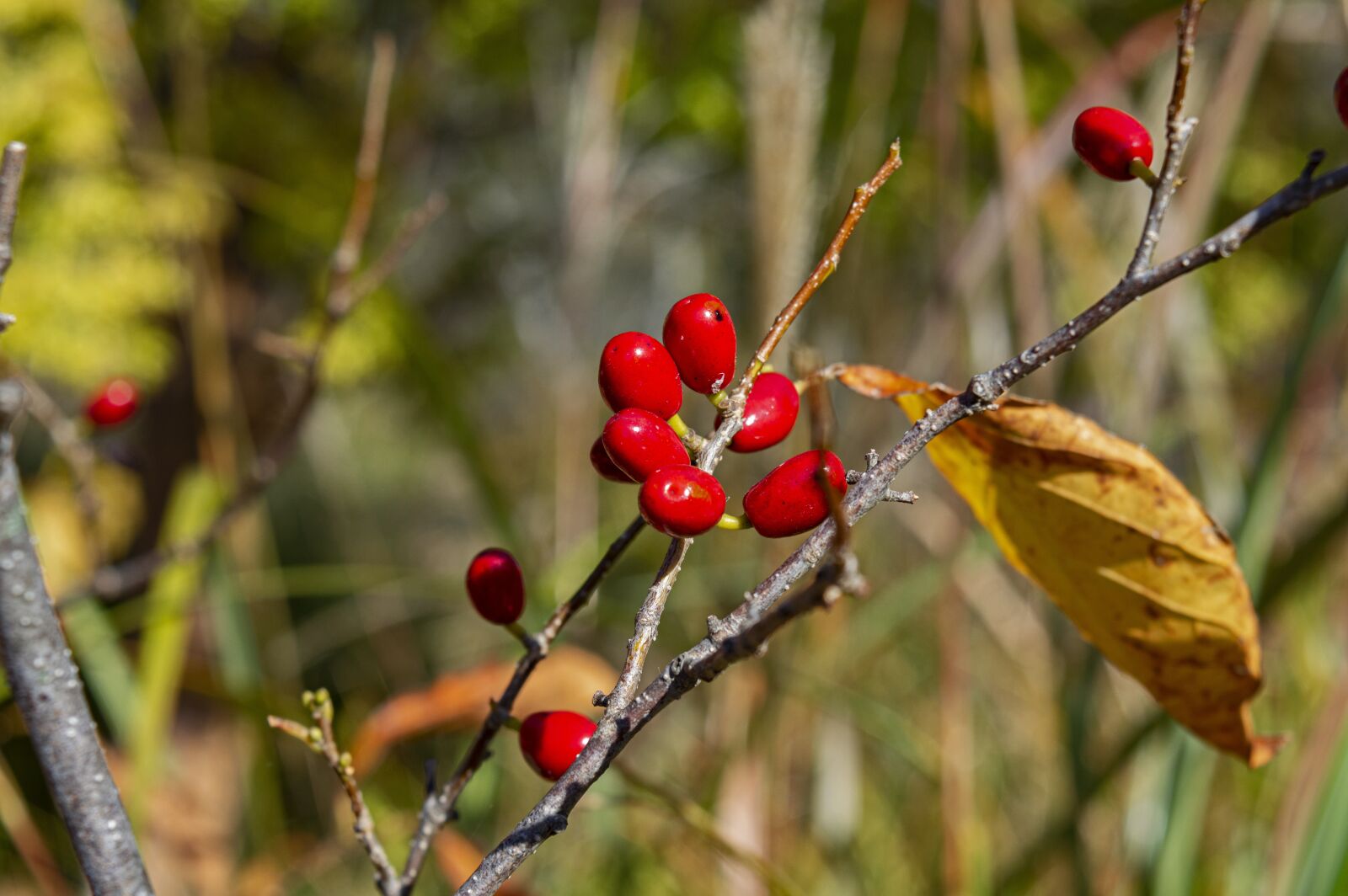 Nikon D3200 sample photo. Autumn, fall, fall season photography